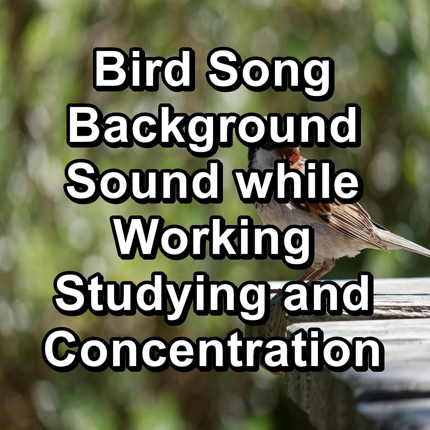 Baby Sleep - Calming Birds Nature Music To Repeat the Whole Night