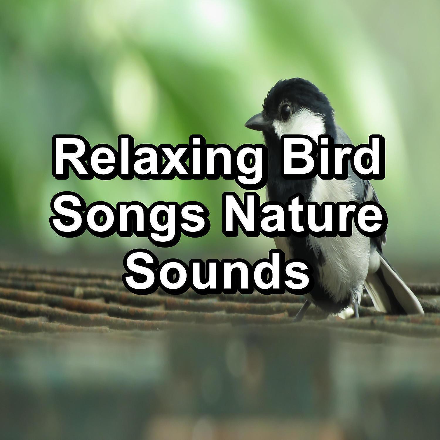 Baby Sleep - Music from Birds For a Cozy Living Room To Loop for 24 Hours