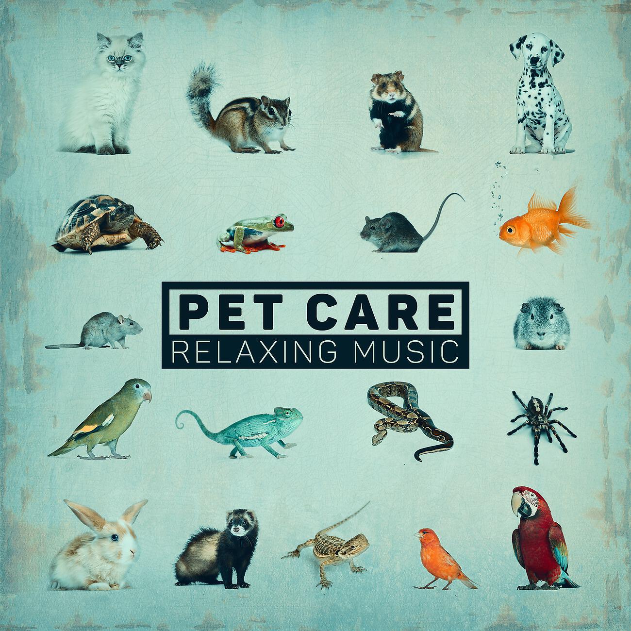 Calm Pets Music Academy - Pet Spa