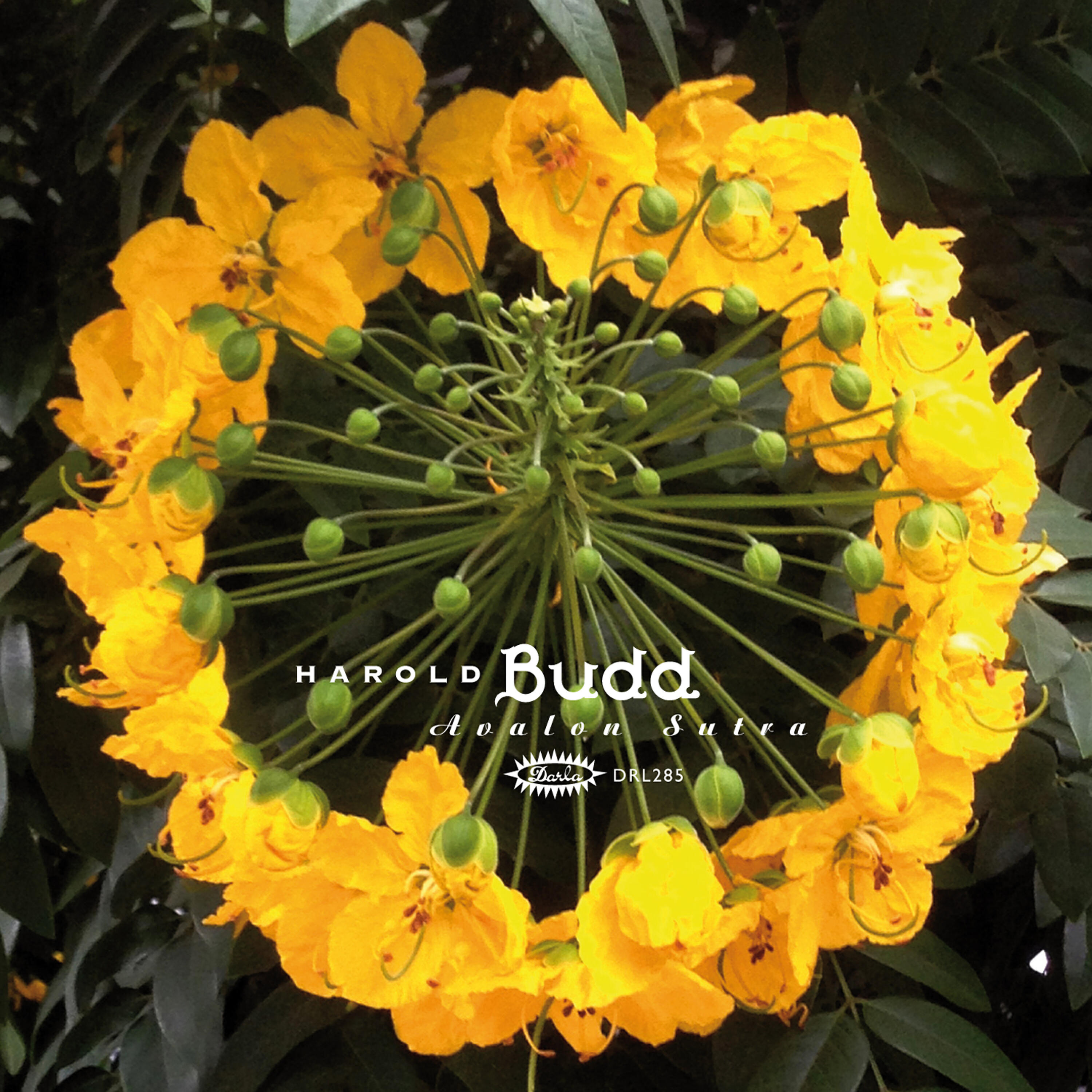Harold Budd - Faraon