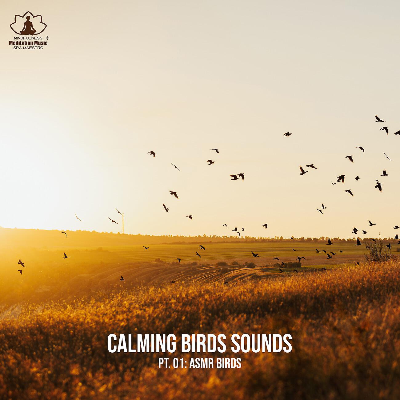 Mindfulness Meditation Music Spa Maestro - ASMR Bird (Crickets Tropical Birds Morning. Crows)