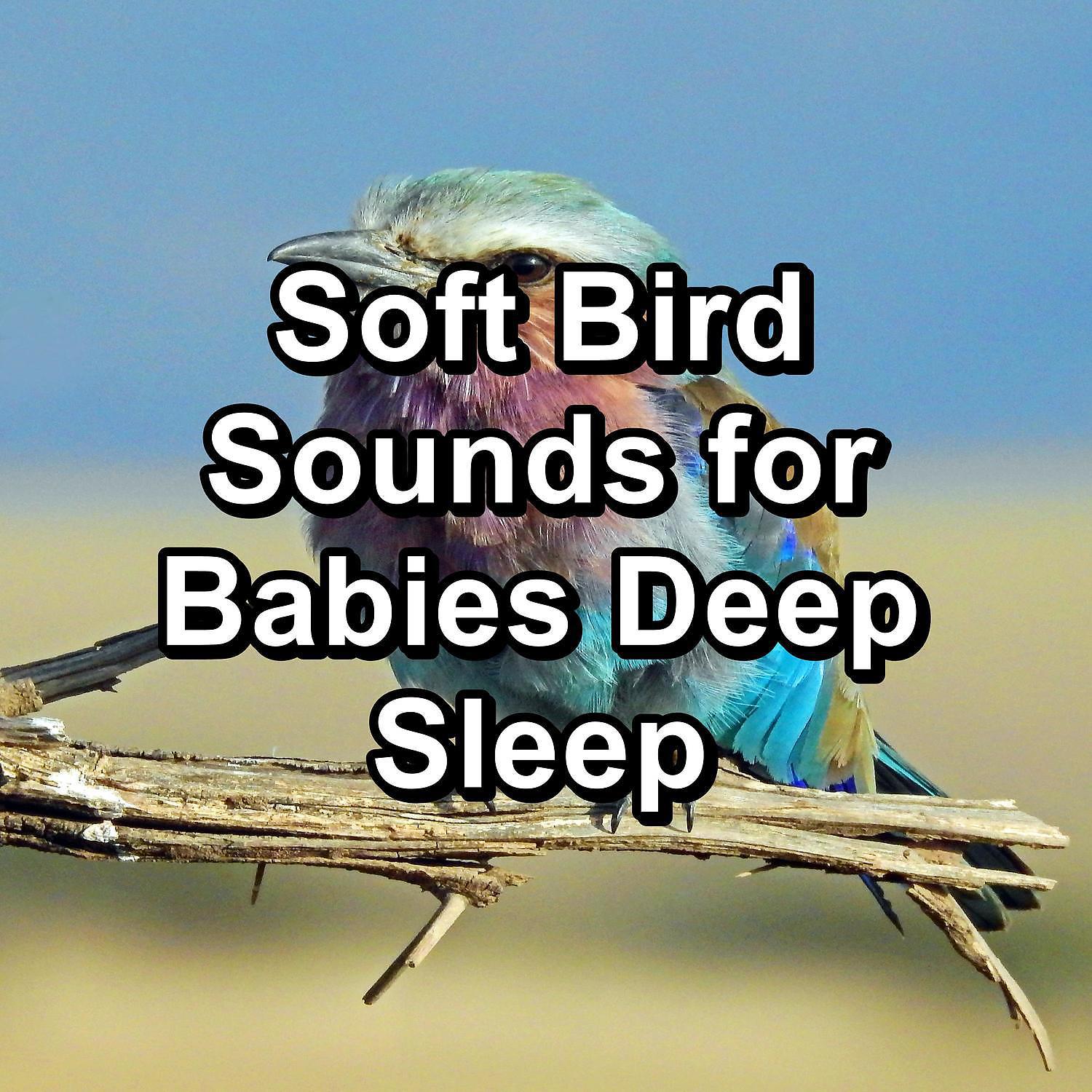 Постер альбома Soft Bird Sounds for Babies Deep Sleep