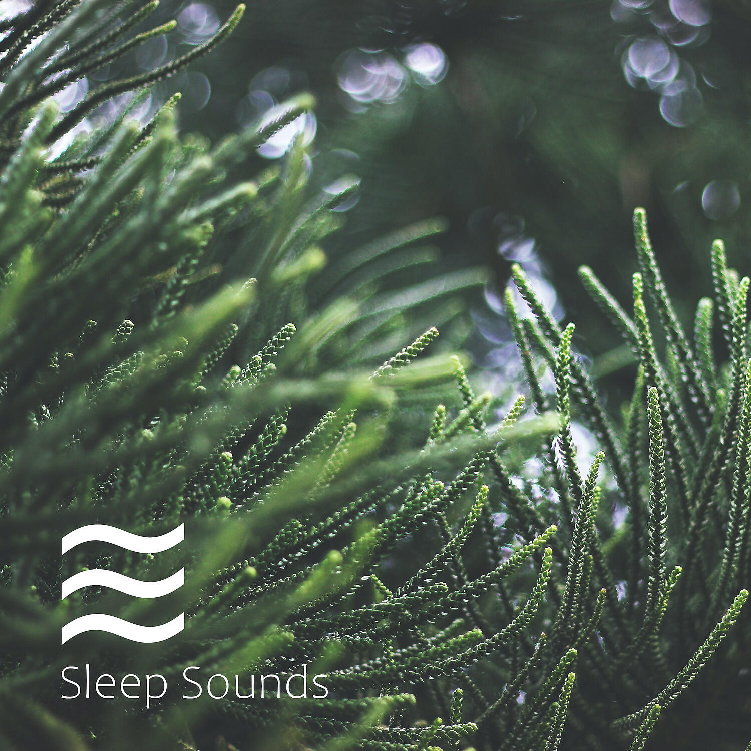 Foresty Natural Noises Sounds for Relax - Ambient of Shushing Arbor