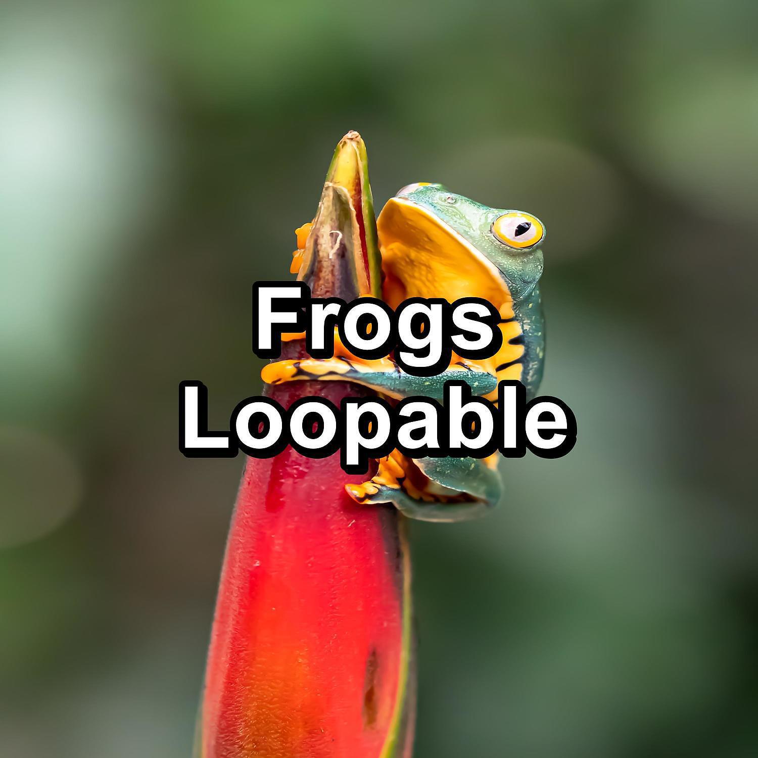 Relaxing Music Therapy - Nature Frog Swamp Sounds