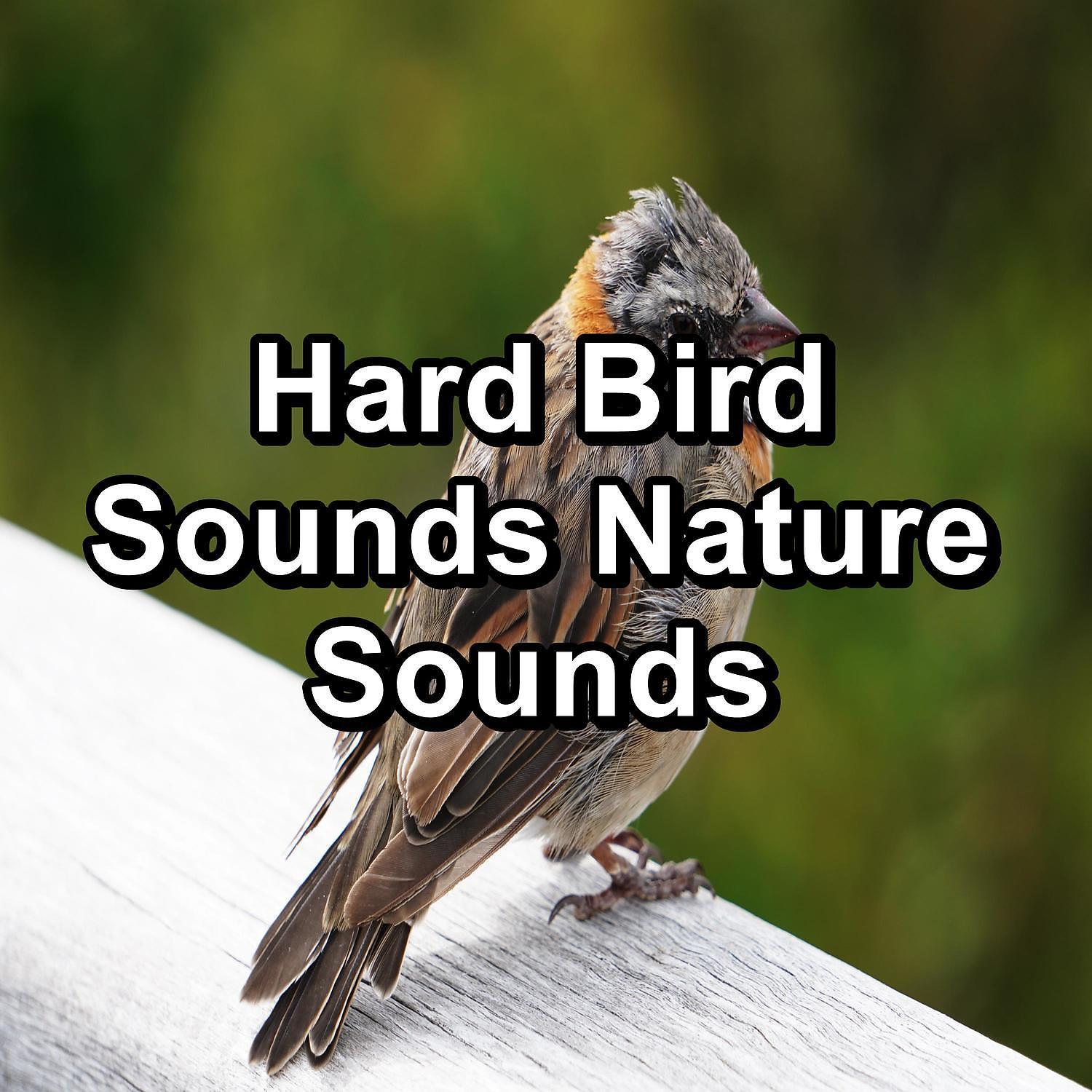 Постер альбома Hard Bird Sounds Nature Sounds