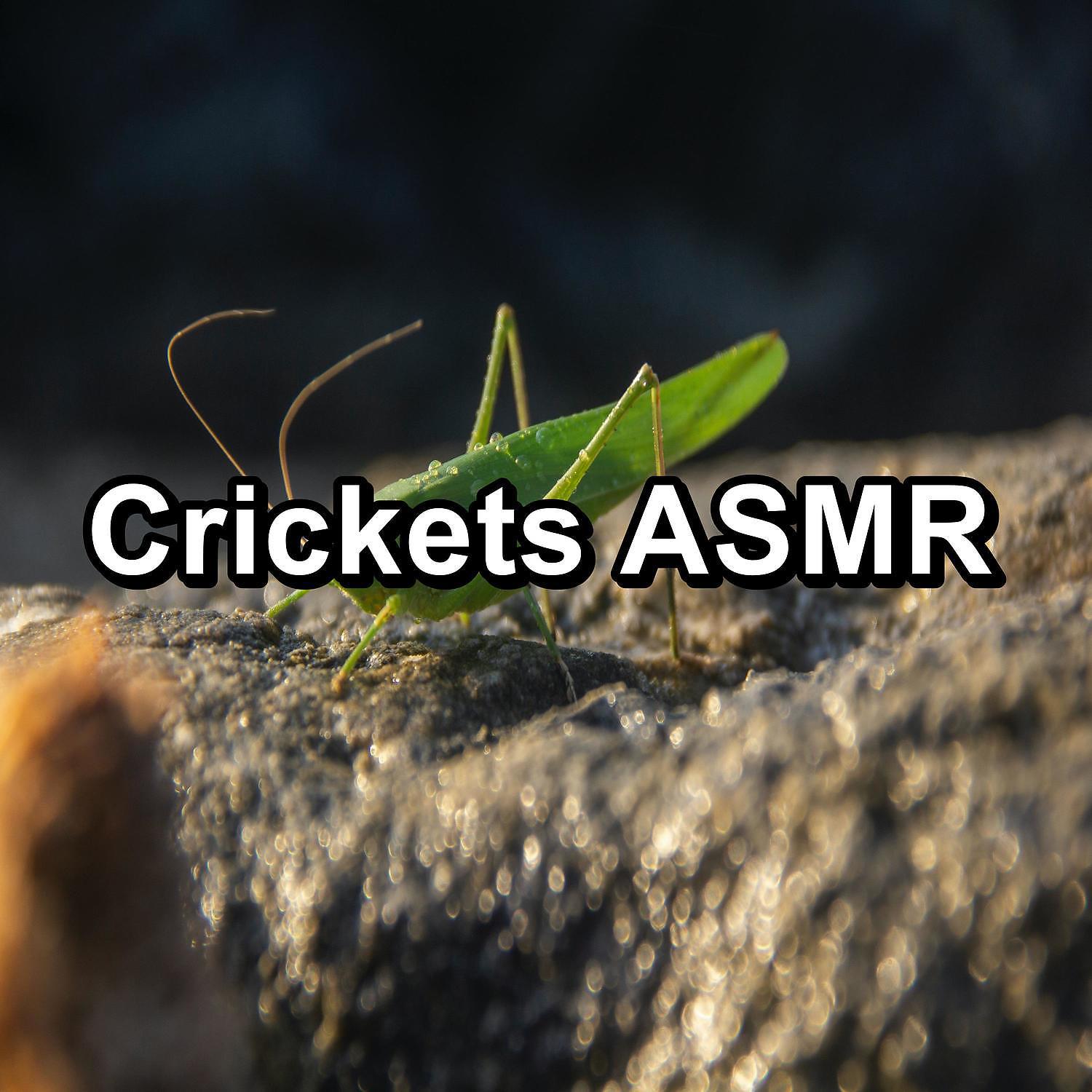Постер альбома Crickets ASMR