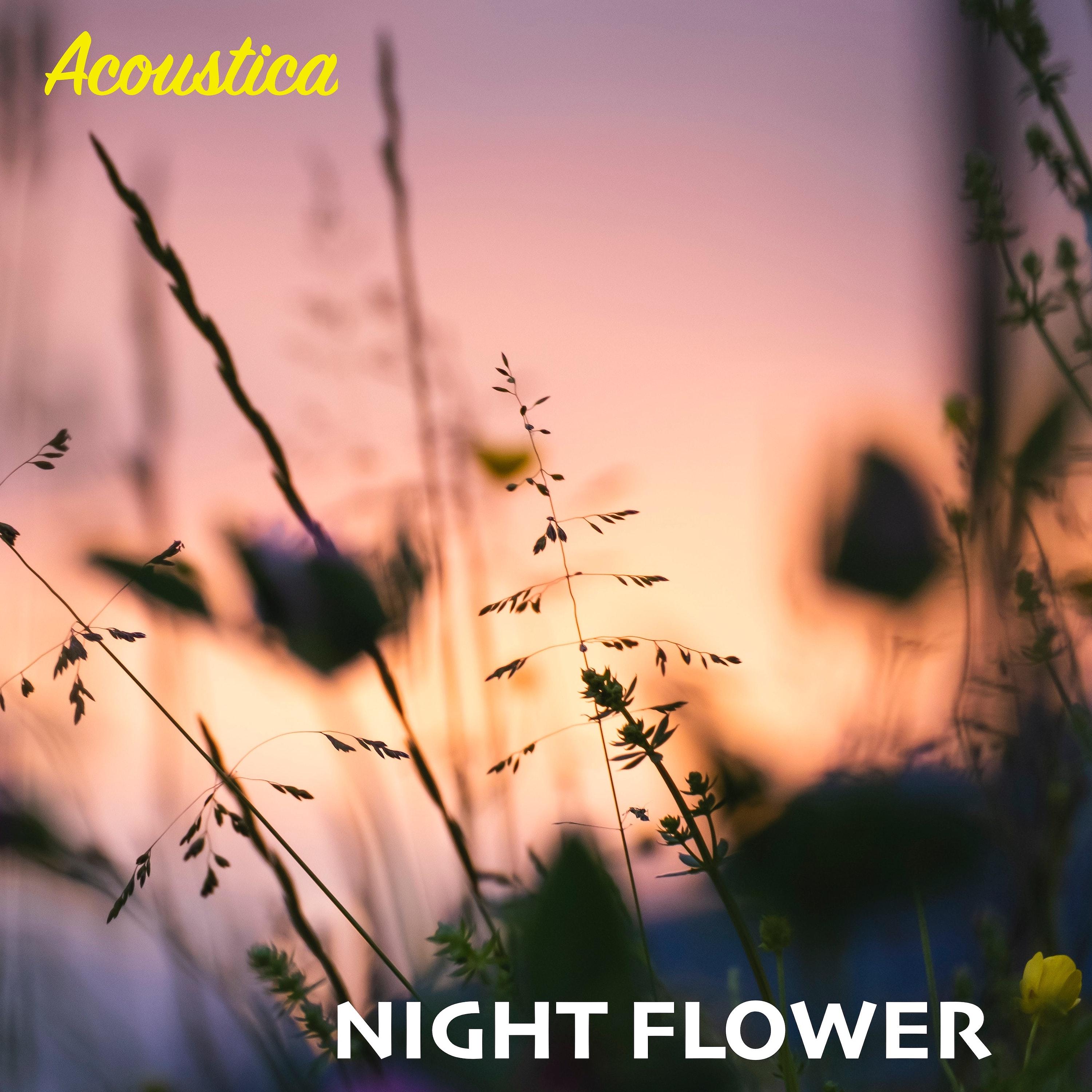 Постер альбома Night Flower