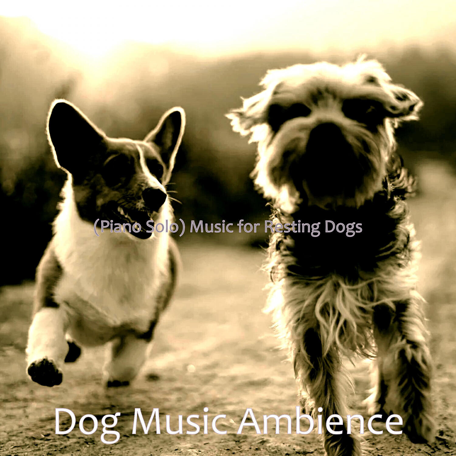 Dog Music Ambience - Sophisticated Solo Piano Jazz - Vibe for Cute Dogs