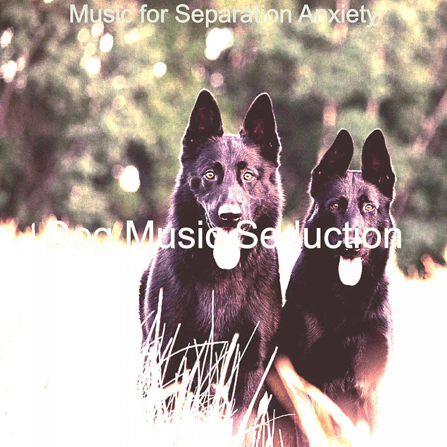 Dog Music Seduction - Entertaining Moods for Resting Dogs