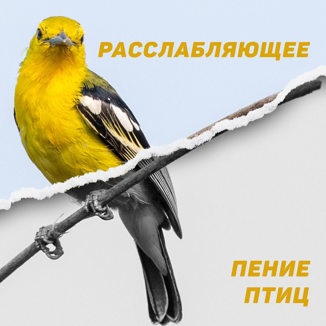 Постер альбома Расслабляющее Пение Птиц