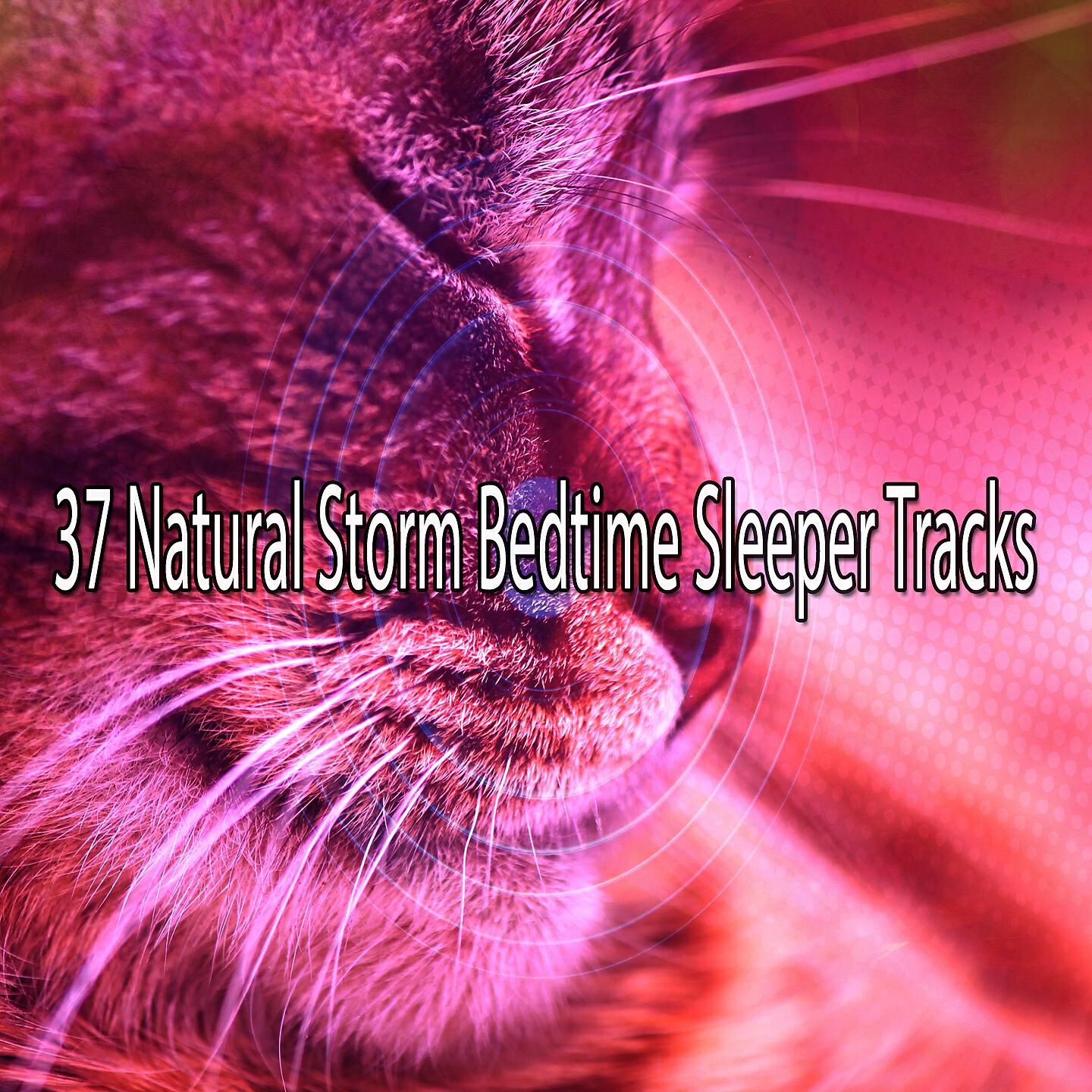Rain Sounds Nature Collection - Absorbing the Storm