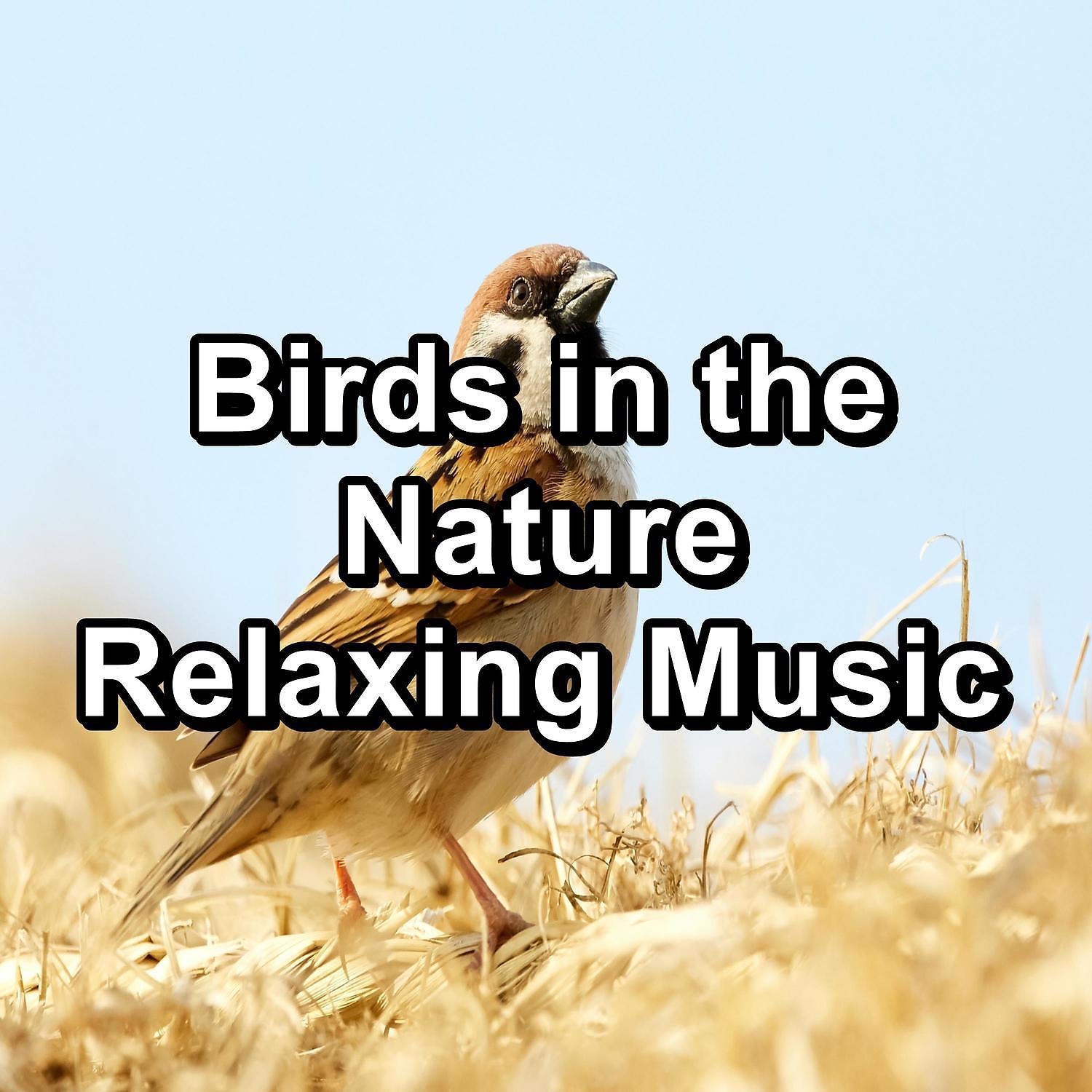 Постер альбома Birds in the Nature Relaxing Music
