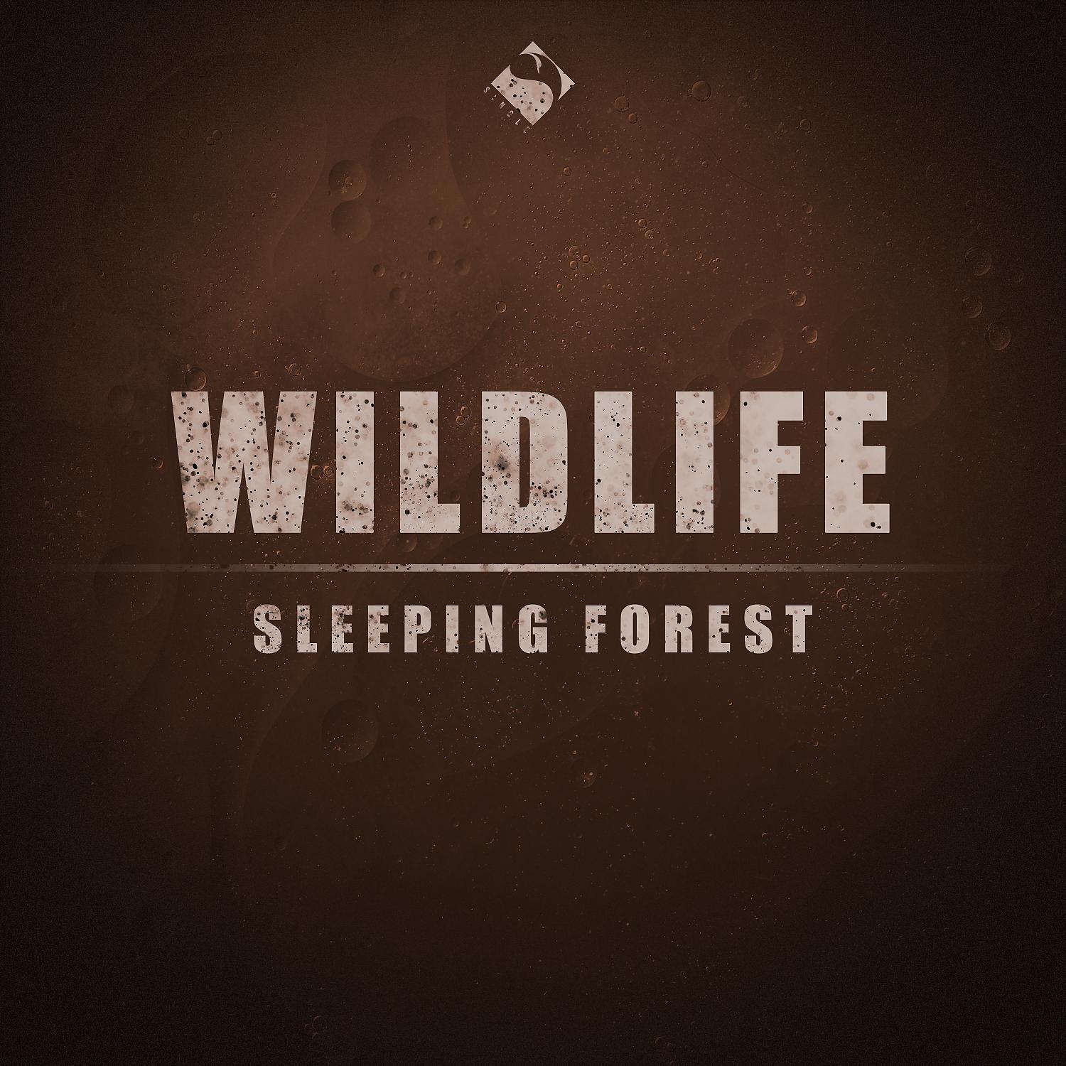 Постер альбома Sleeping Forest