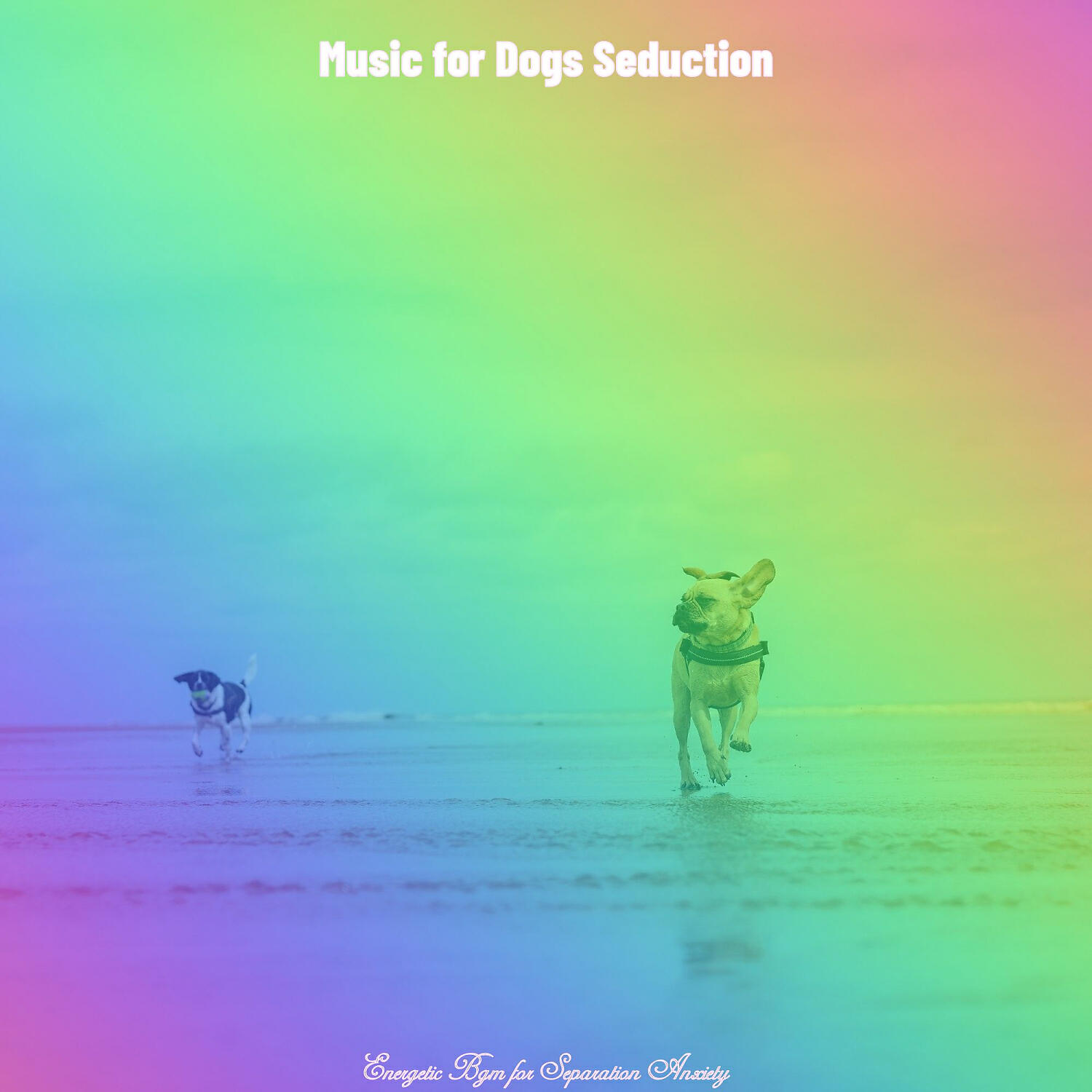 Music for Dogs Seduction - Terrific Training Dogs