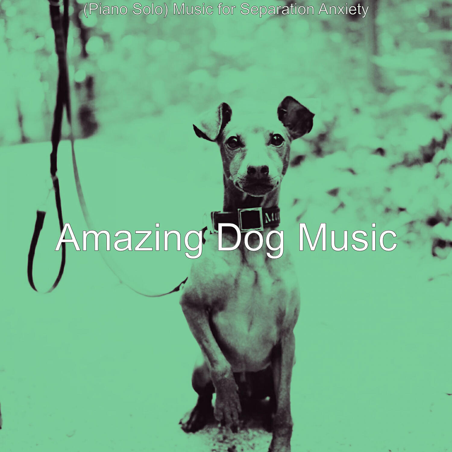 Amazing Dog Music - Phenomenal Ambience for Doggy Training