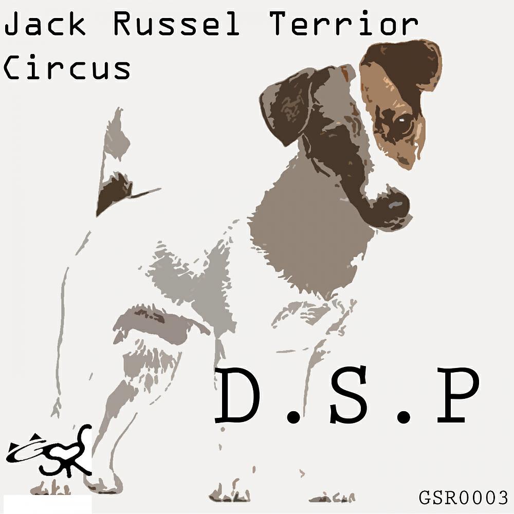 D.S.P. - Jack Russel Terrier