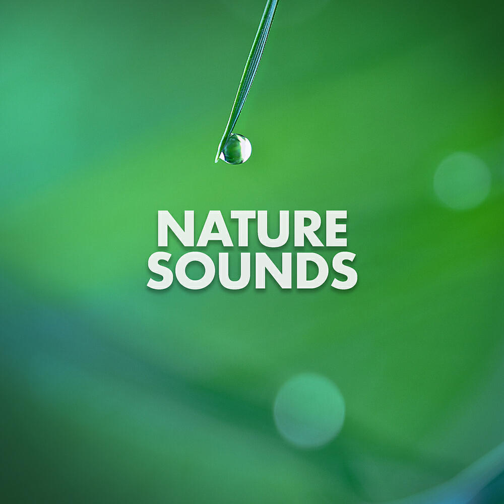 Nature Sounds Nature Music - Mizzle