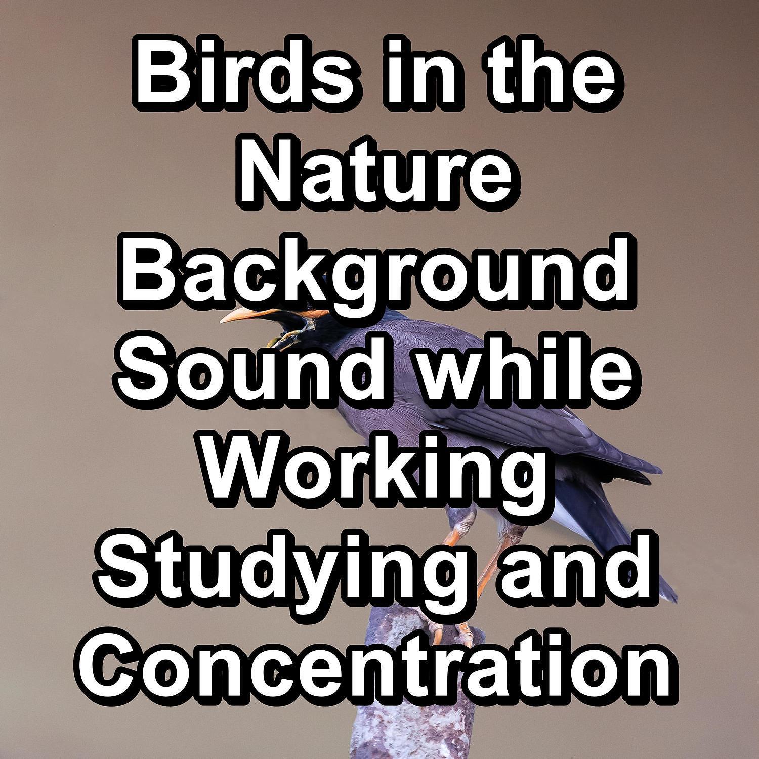 Постер альбома Birds in the Nature Background Sound while Working Studying and Concentration
