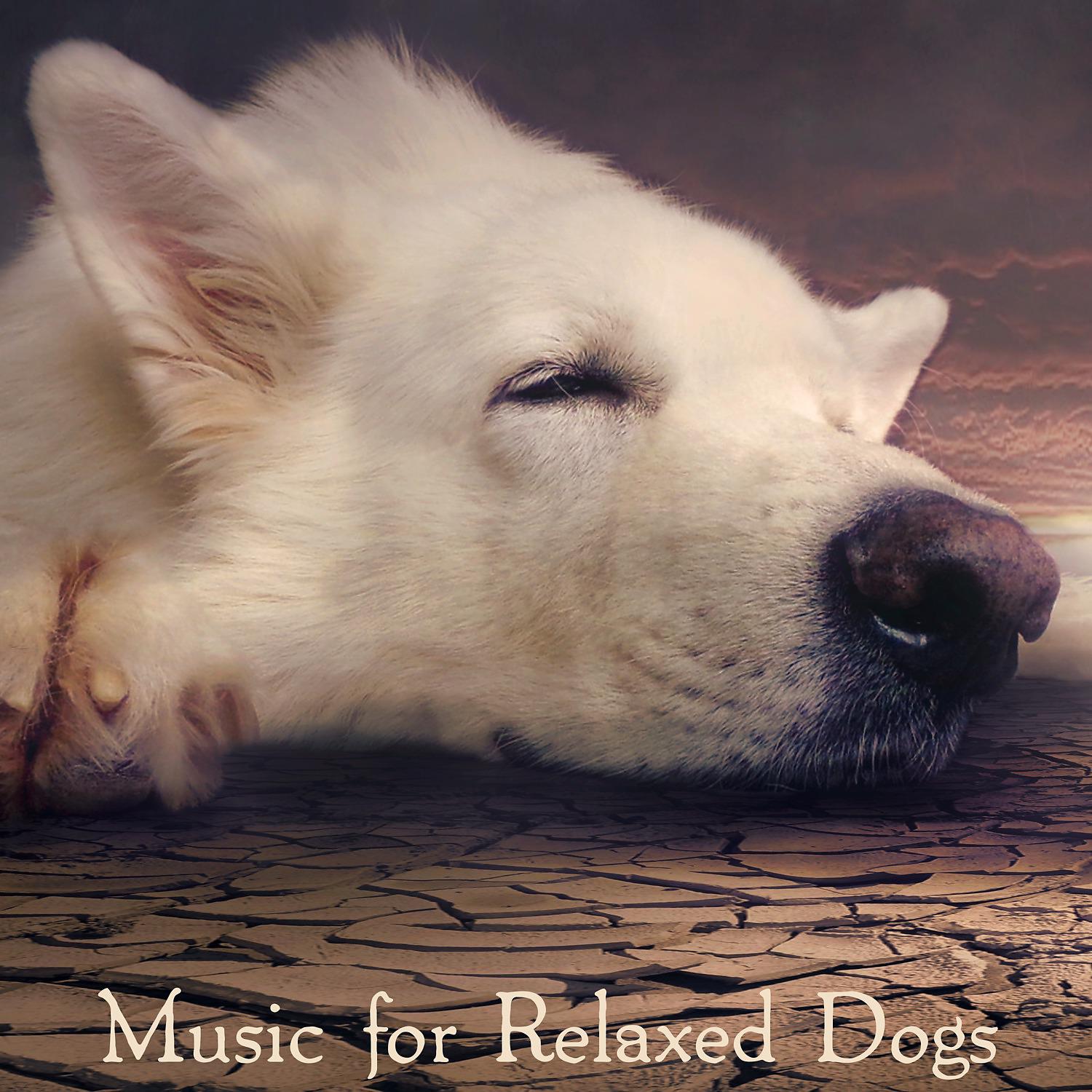 Постер альбома Music for Relaxed Dogs