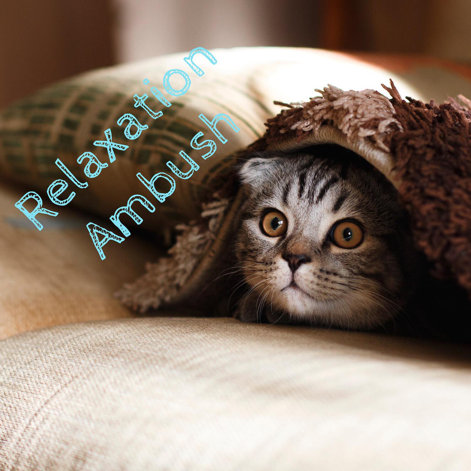 Pet Care Music Therapy - In a Relaxed State of Mind