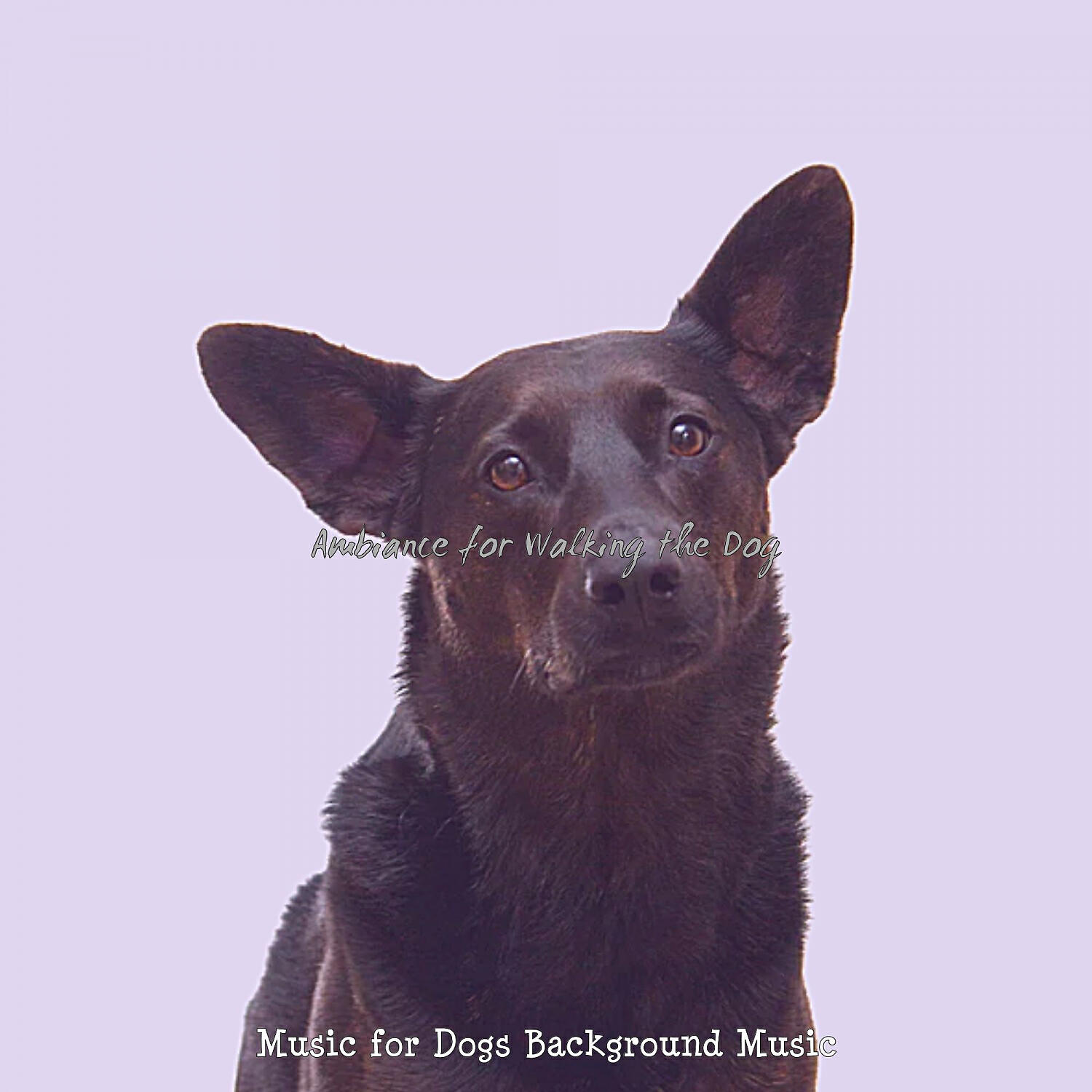 Music for Dogs Background Music - Amazing Moods for Calming Dogs