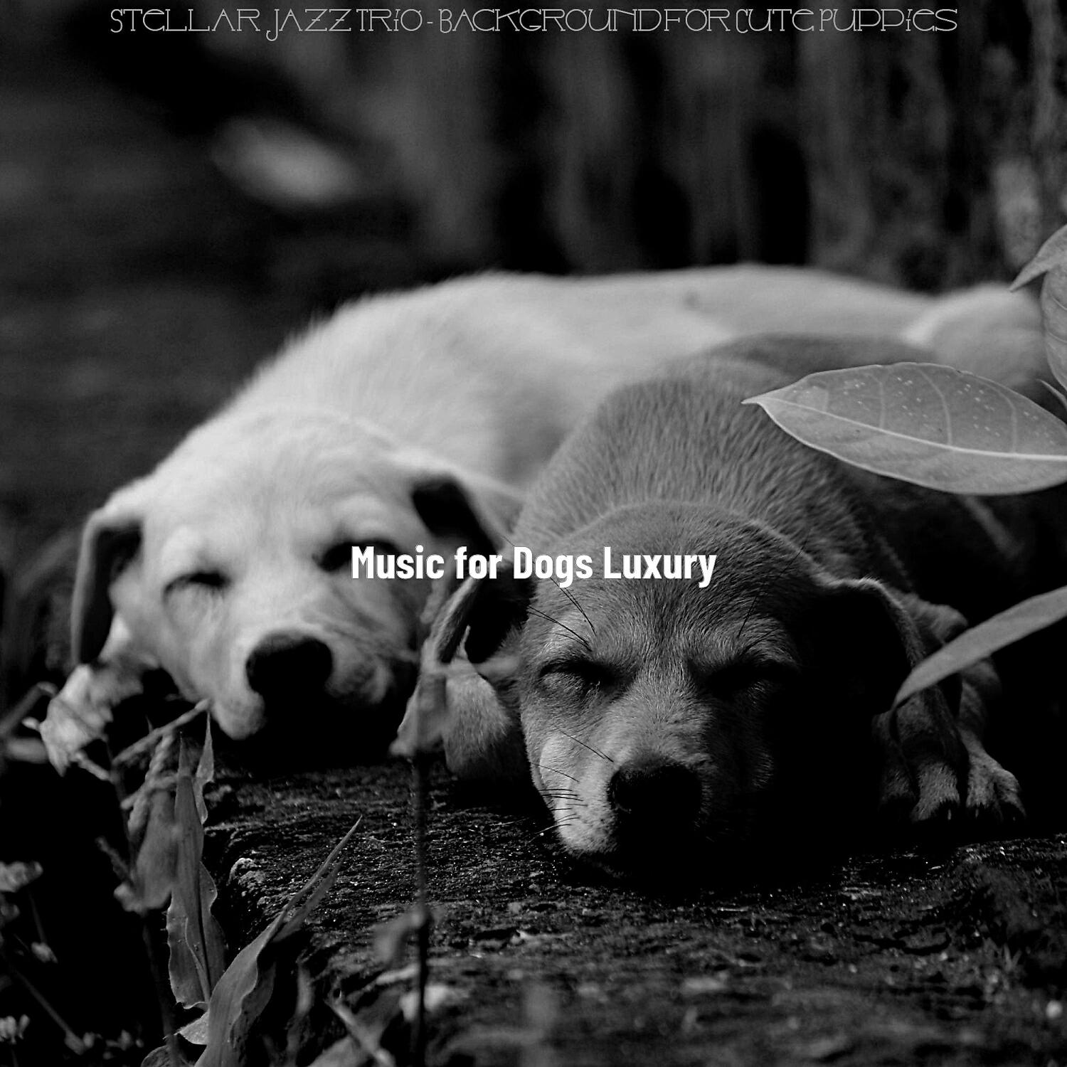 Music for Dogs Luxury - Mind-blowing Music for Training Dogs