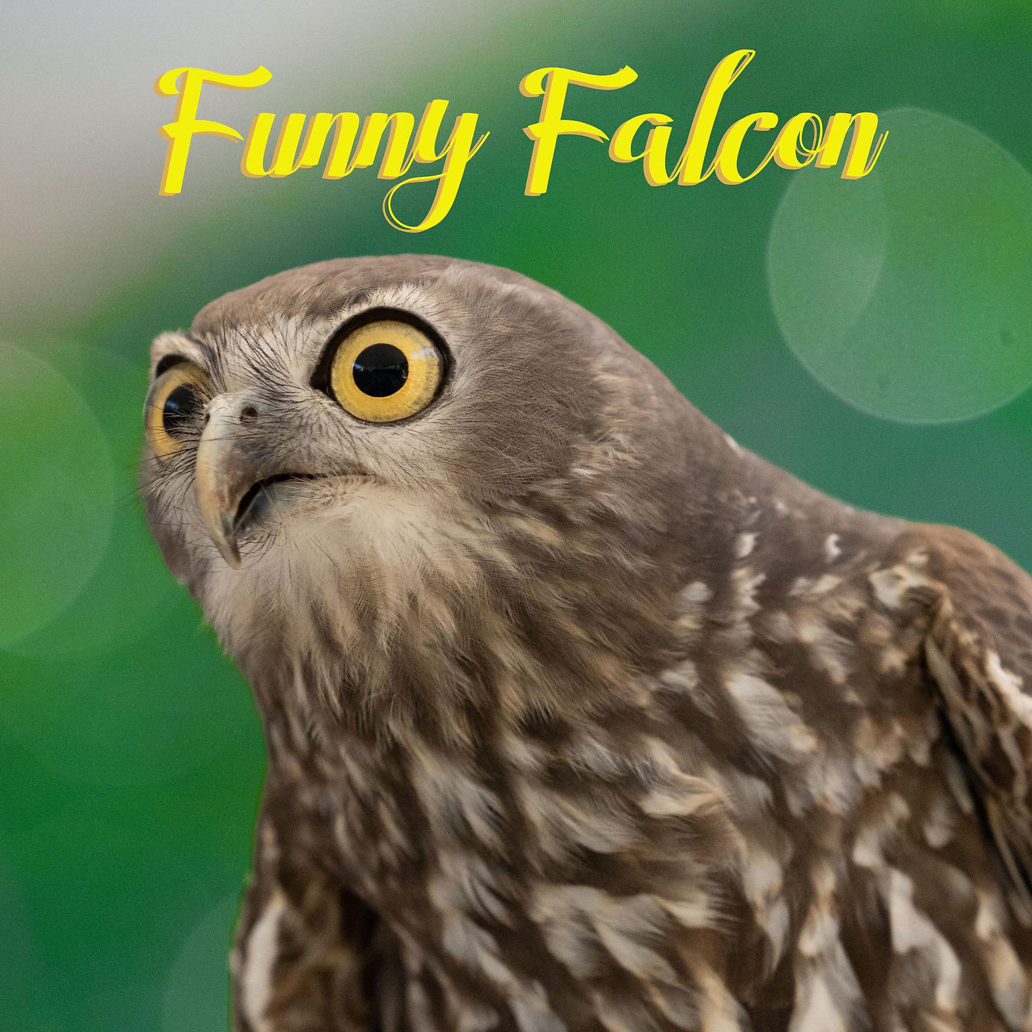 Постер альбома Funny Falcon