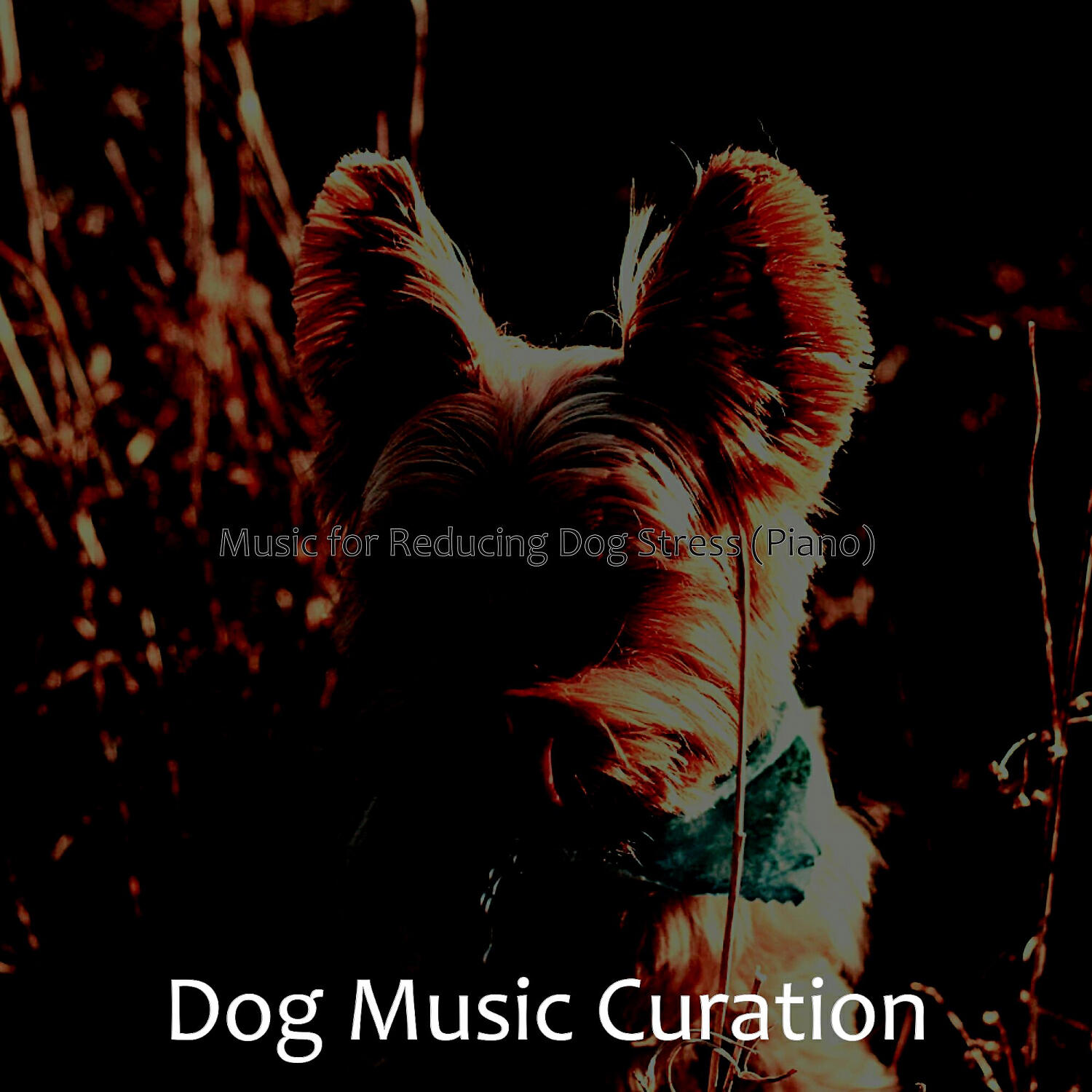 Dog Music Curation - Pulsating Solo Piano Jazz - Vibe for Resting Dogs