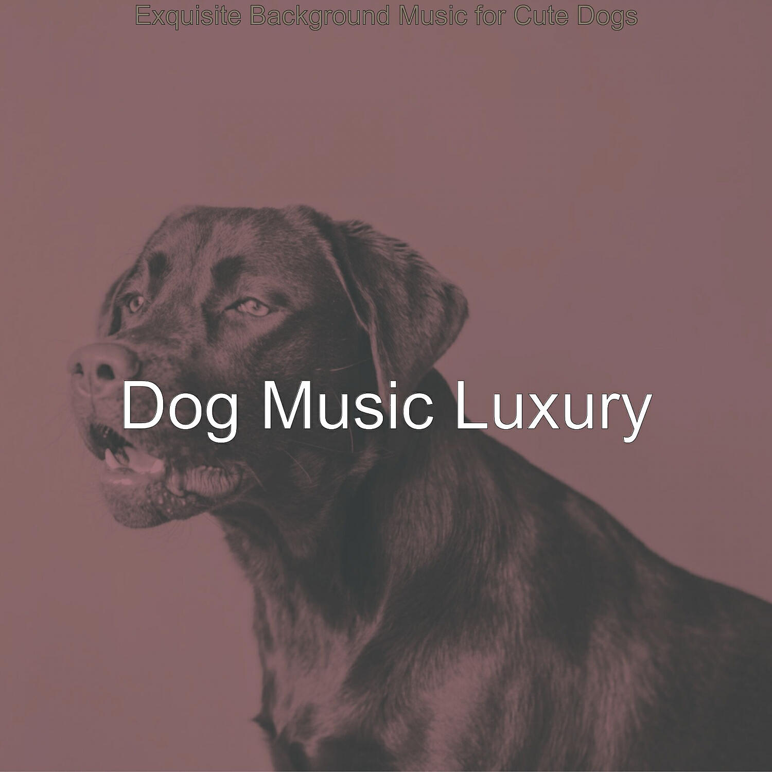 Dog Music Luxury - Dashing Ambiance for Resting Dogs