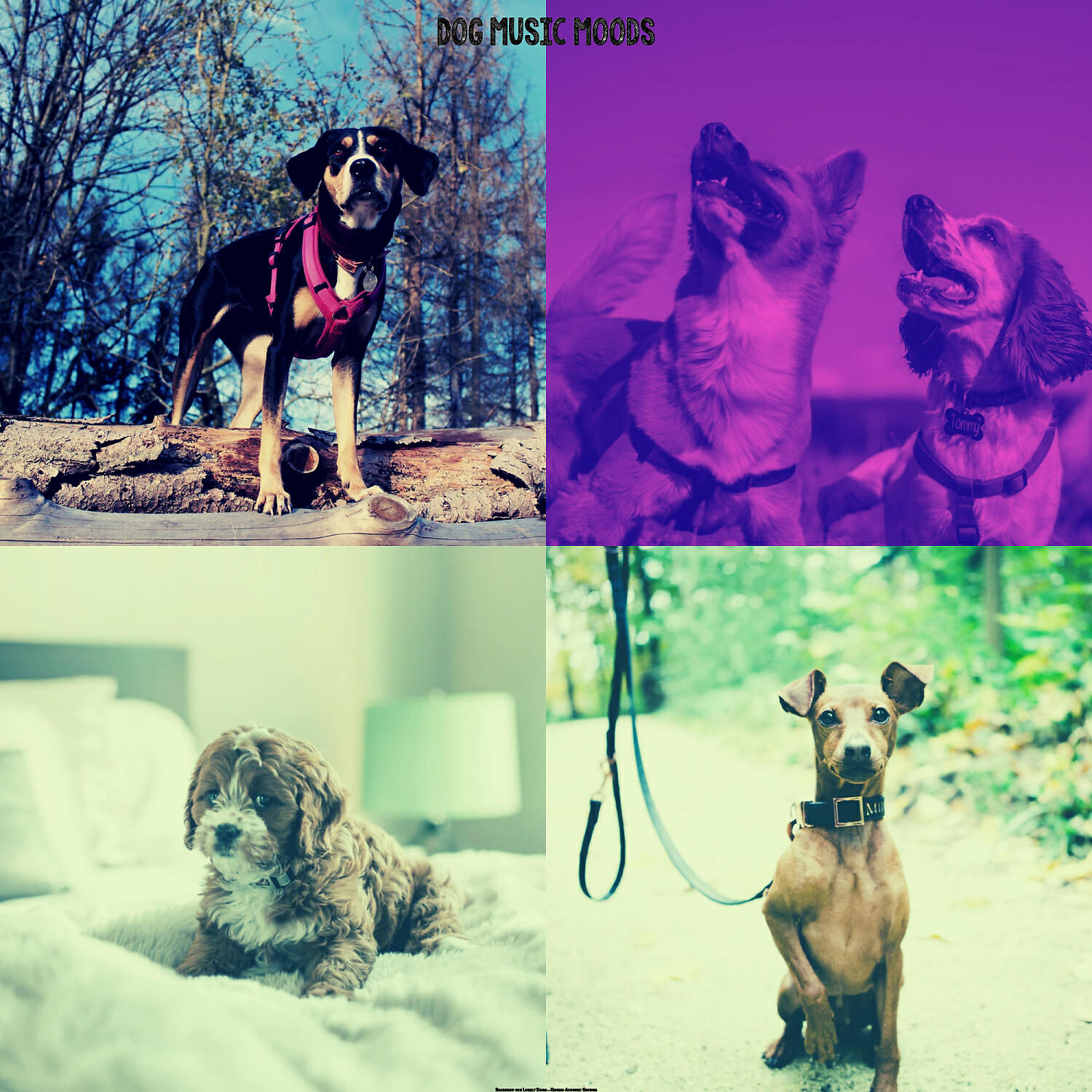 Dog Music Moods - Easy Listening Acoustic Guitar Soundtrack for Walking Dogs