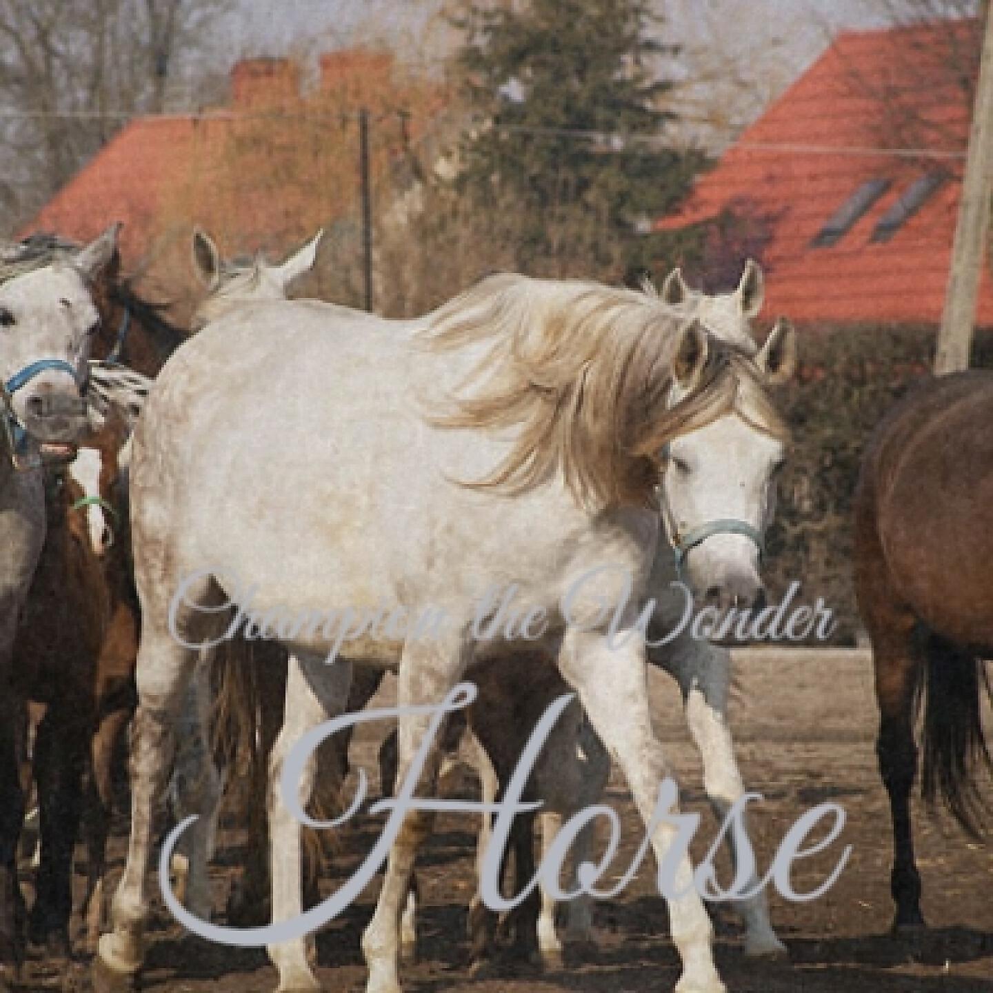 FRANKIE LAINE - Champion the Wonder Horse