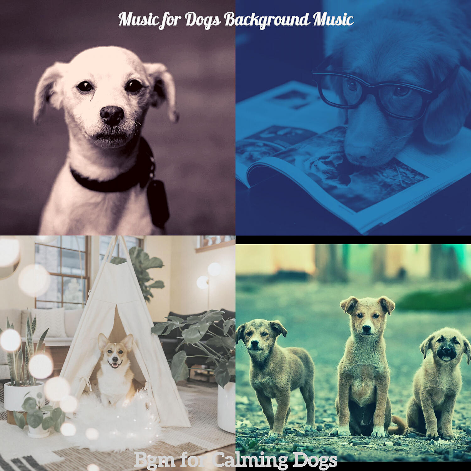 Music for Dogs Background Music - Easy Listening Acoustic Guitar Soundtrack for Relaxing Pups