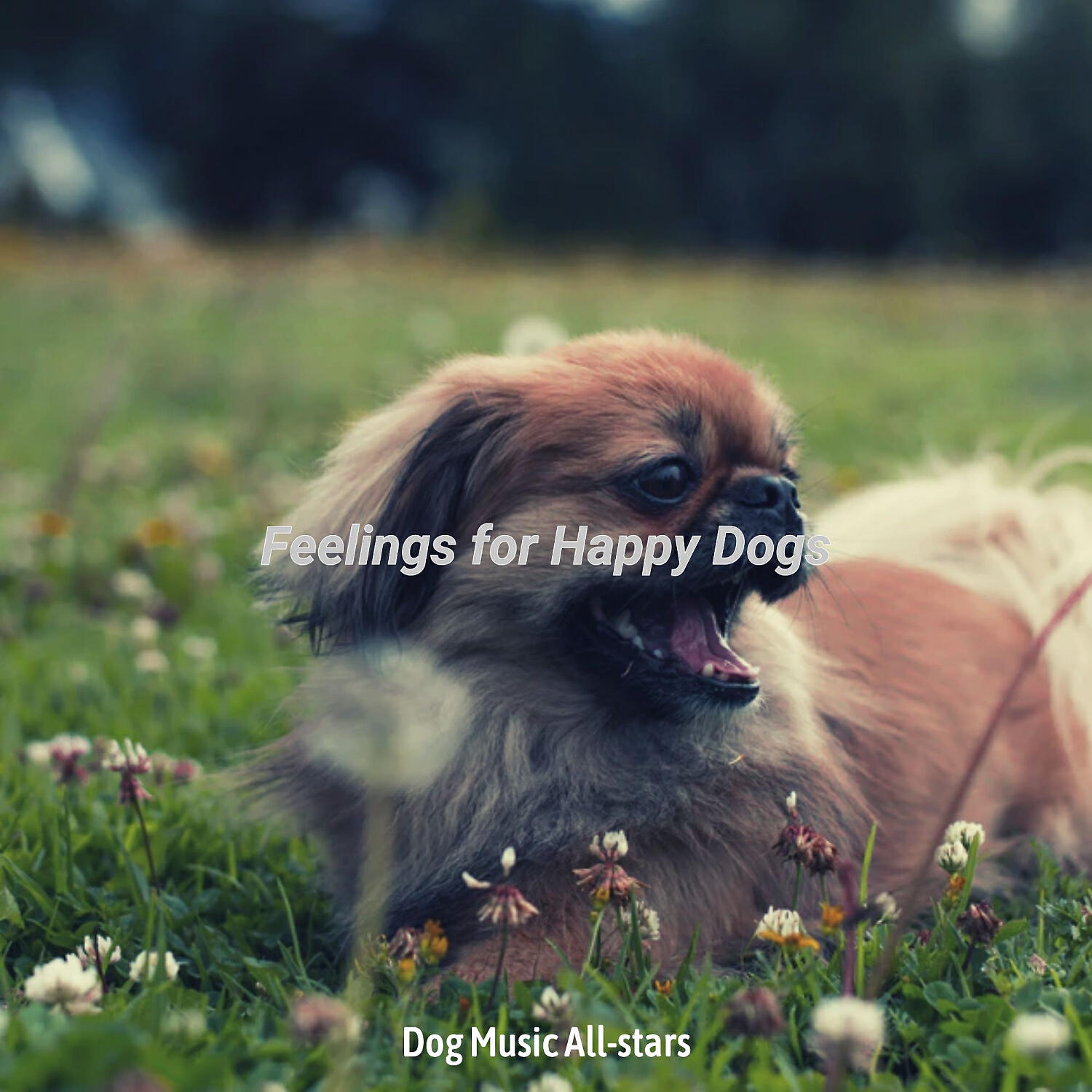 Dog Music All-stars - Easy Listening Acoustic Guitar Soundtrack for Lonely Dogs