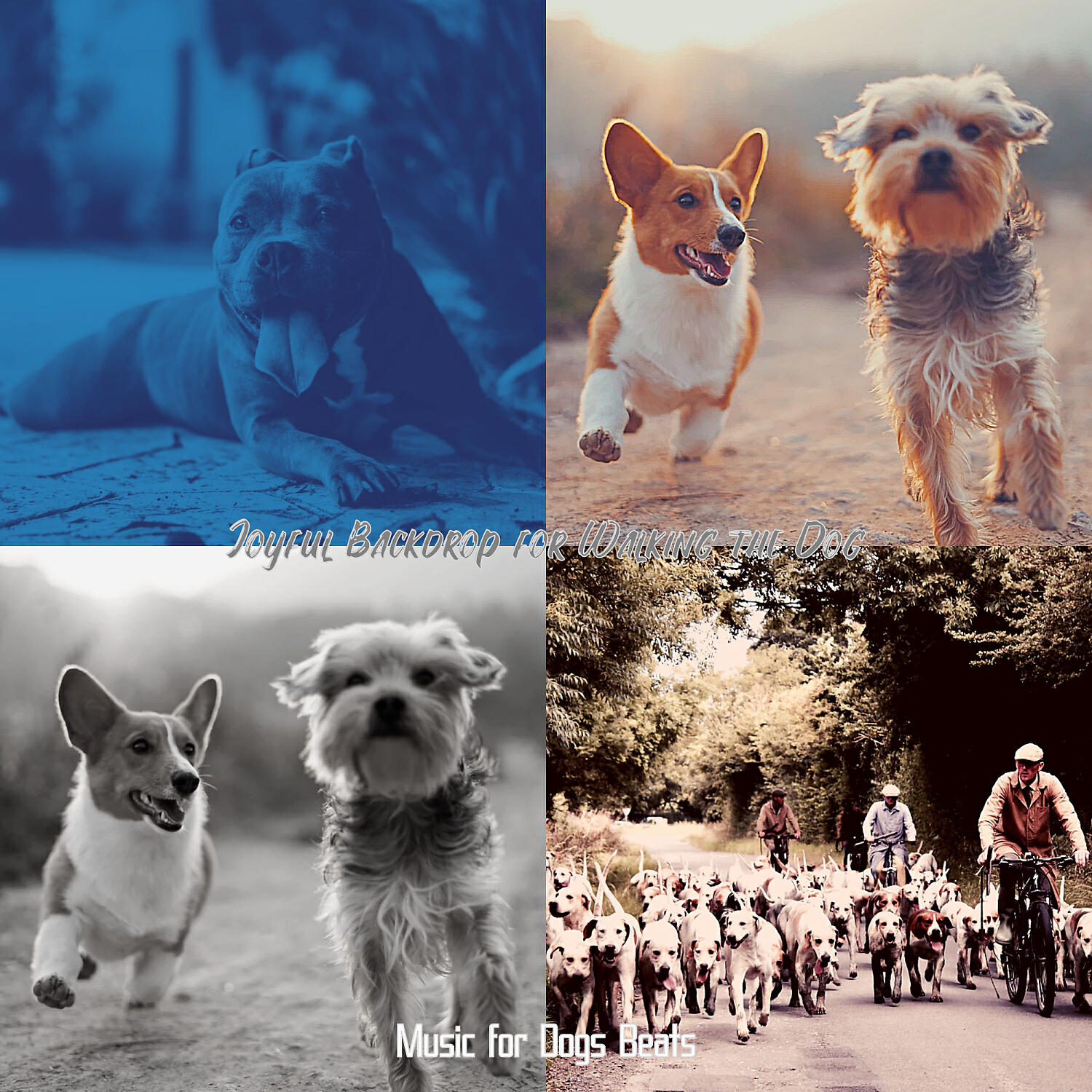 Music for Dogs Beats - Urbane Ambience for Calming Dogs