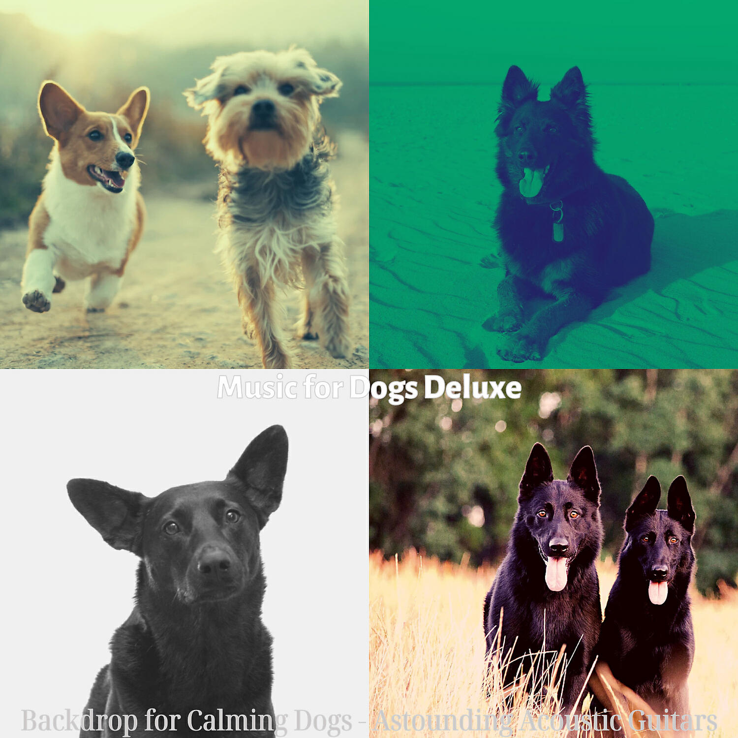 Music for Dogs Deluxe - Easy Listening Acoustic Guitar Soundtrack for Sleepy Puppies