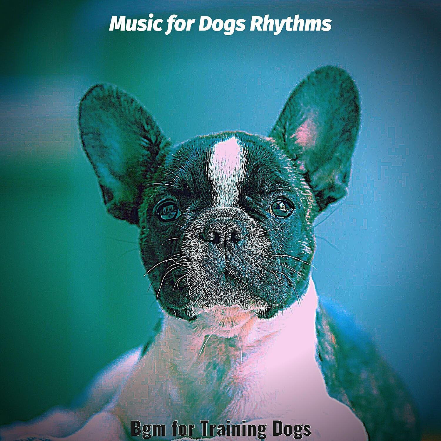 Music for Dogs Rhythms - Amazing Jazz Guitar Trio - Vibe for Training Dogs