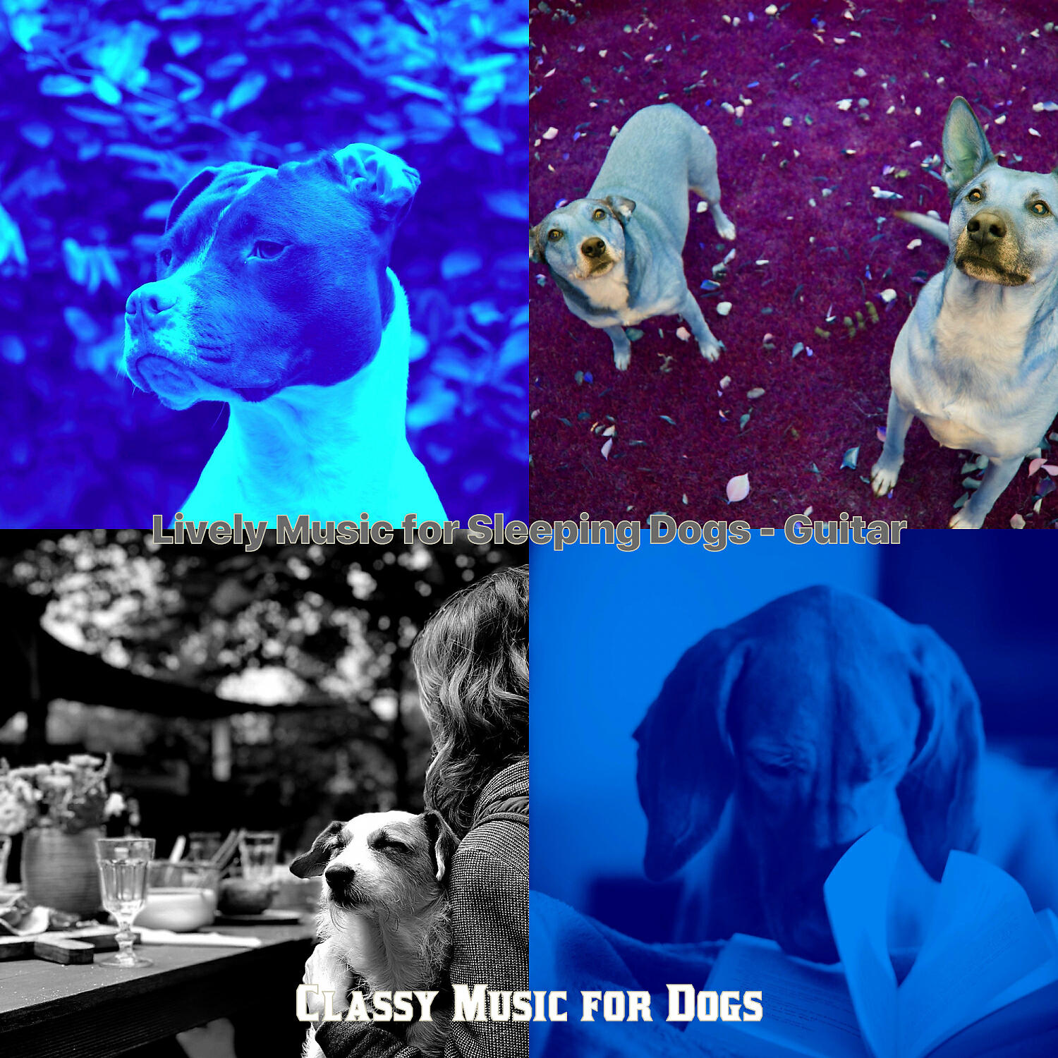 Classy Music for Dogs - Entertaining Backdrops for Training Dogs