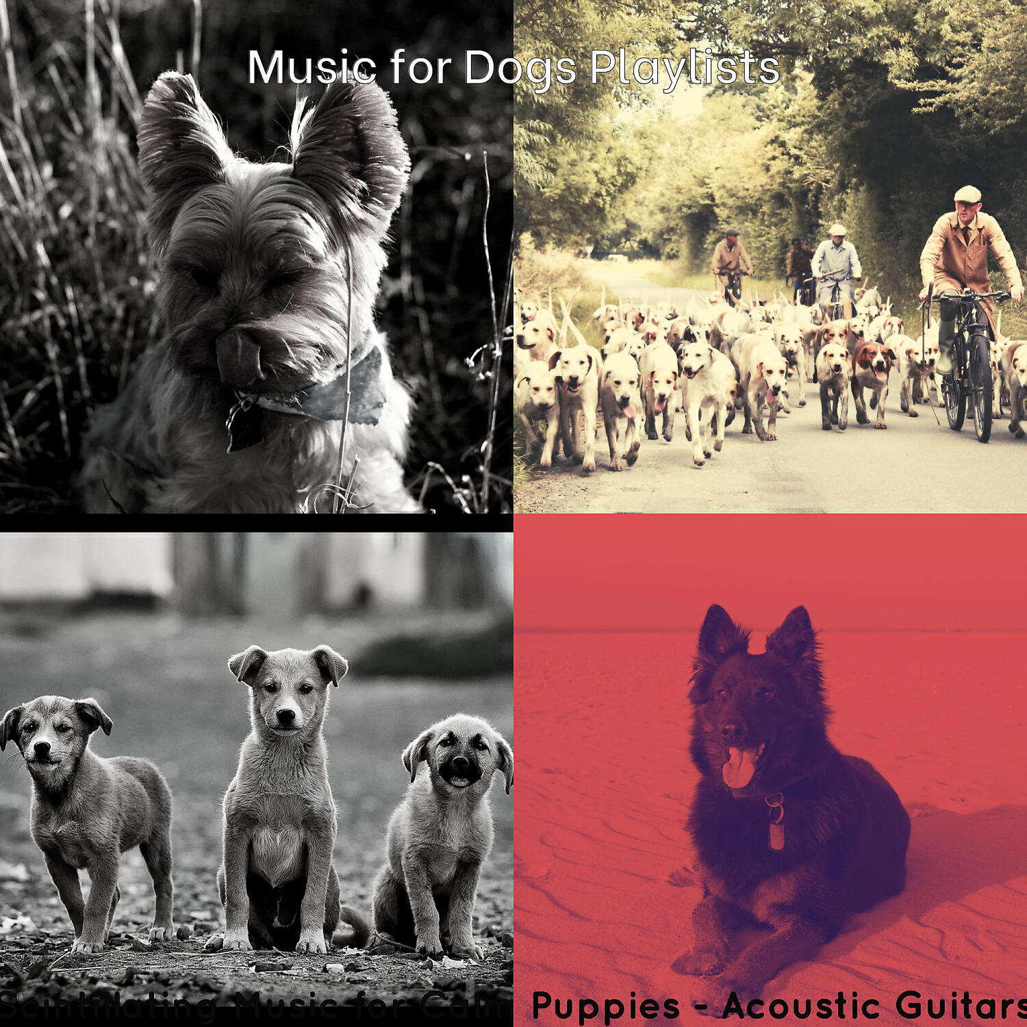 Music for Dogs Playlists - Happy Moods for Relaxing Pups