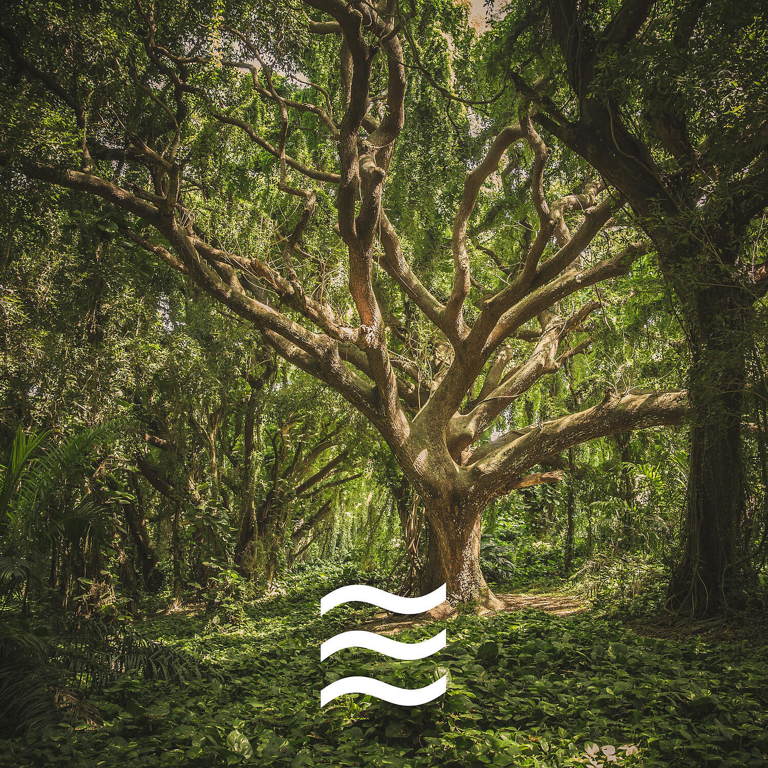 Nature Brown Soughs - Nice Noisy Nature Sounds for Sleep Deep