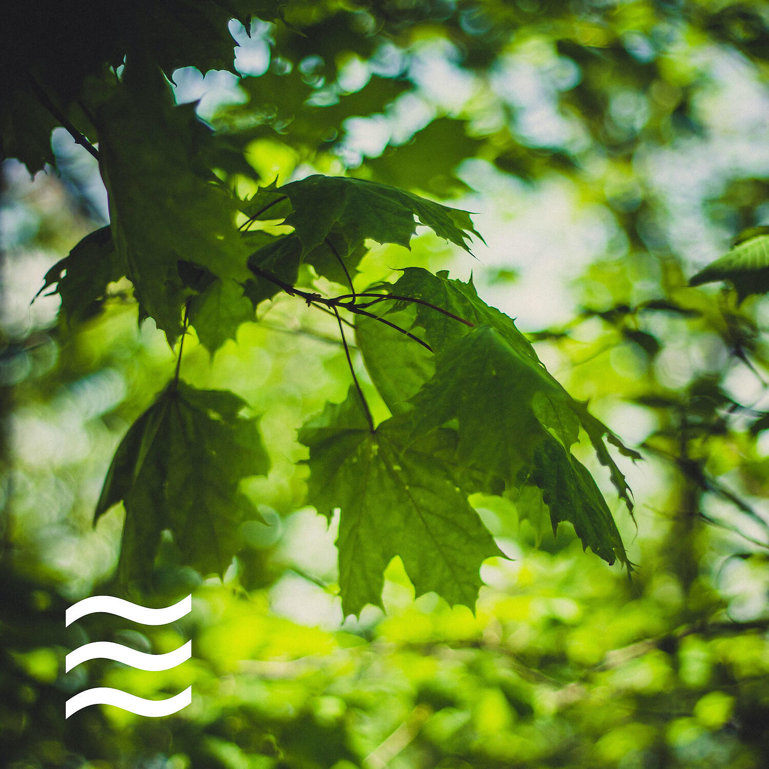 Nature Simple Sounds for Home Office - Still Noises of Nature for Home Office