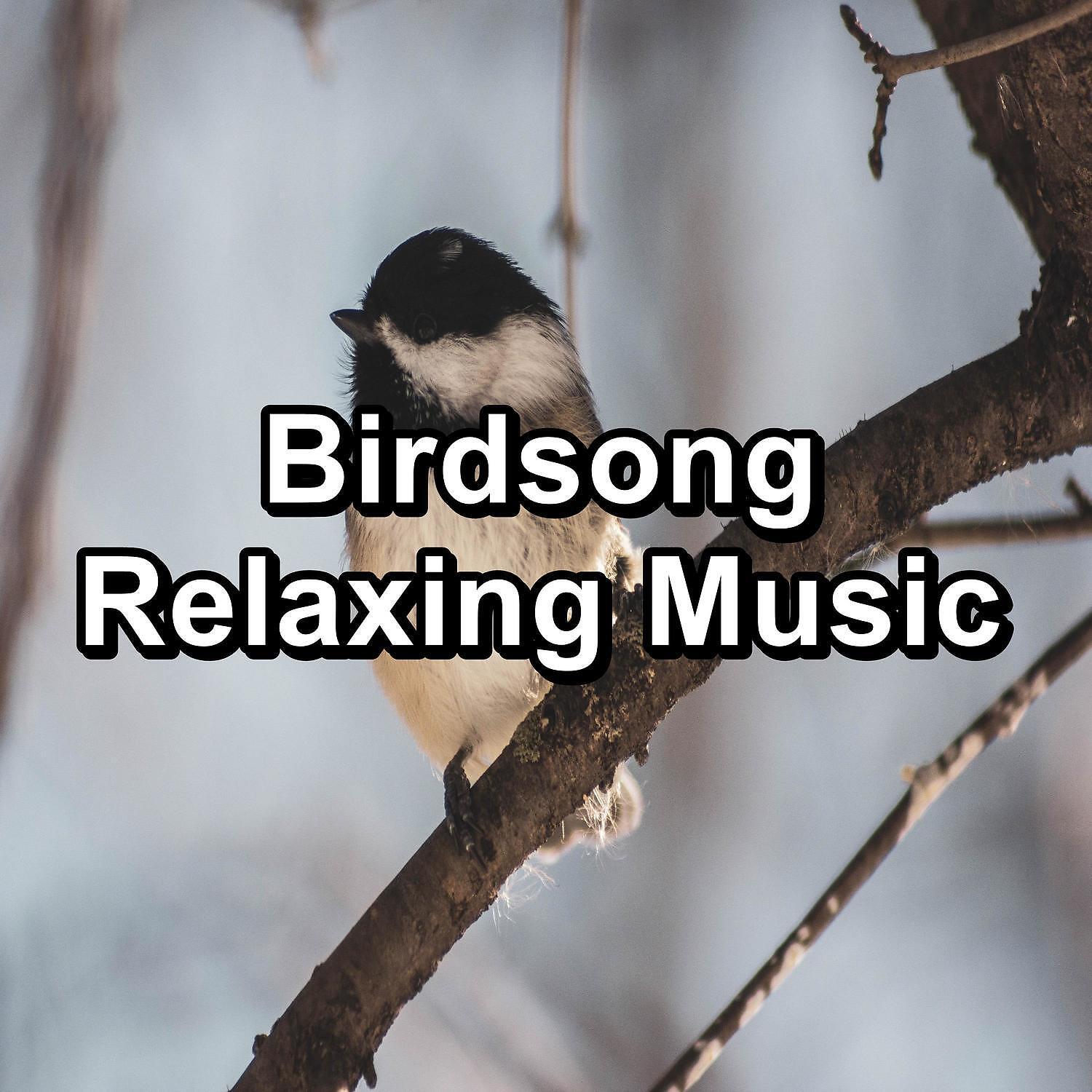 Bird Sounds - Relaxing Bird Sounds ASMR Instant Relaxing Peaceful For Meditation