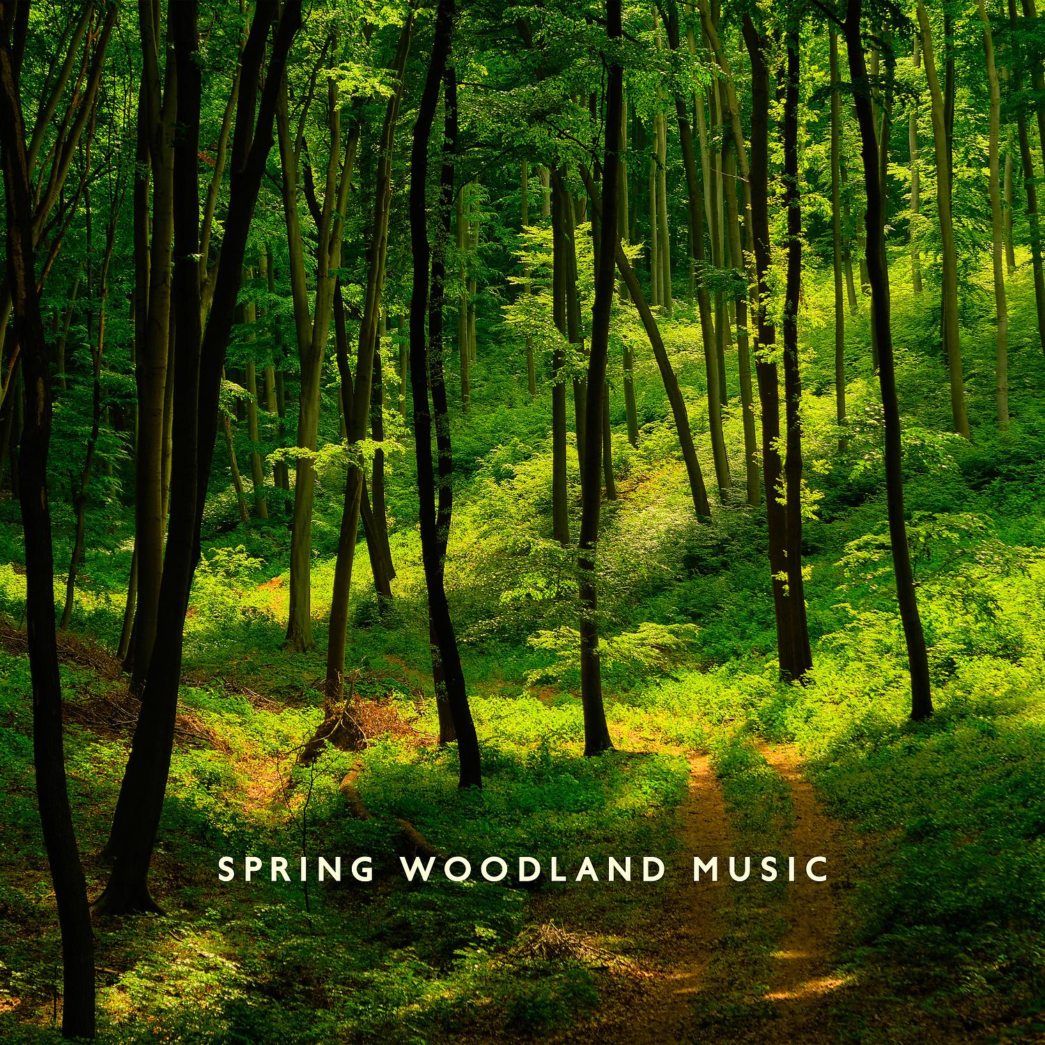 Постер альбома Spring Woodland Music: Affirmative Energy of Spring Enchanted in Forest and Bird Tales - Wellbeing, New Beginning and Renewal, Clear Mind, Fresh Perspectives, Life Cycle Energy