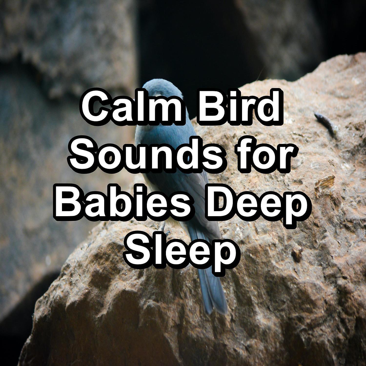 Baby Sleep Music - Tropical Birds Garden Bird Songs To Loop for 8 Hours