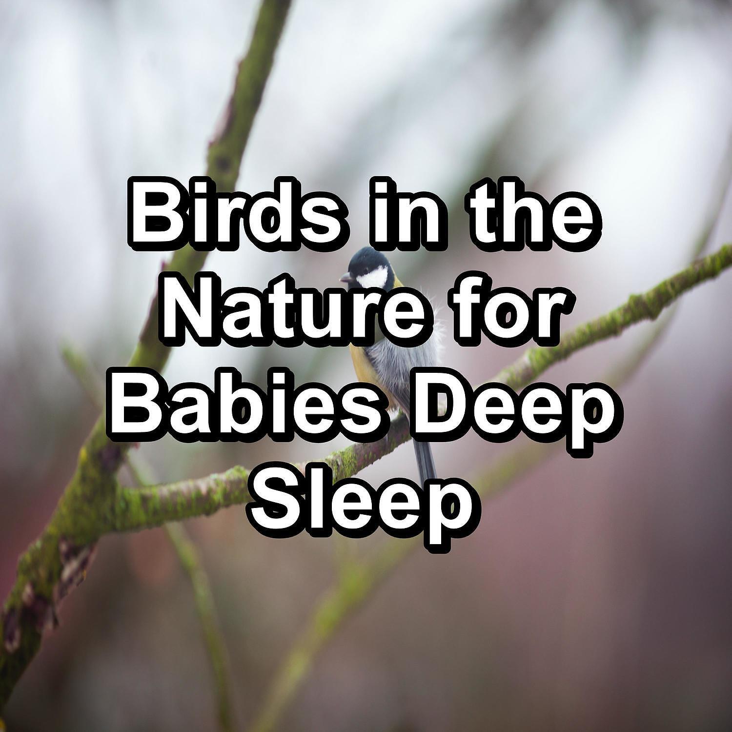 Calm Singing Brids Zone - Singing Birds Sound