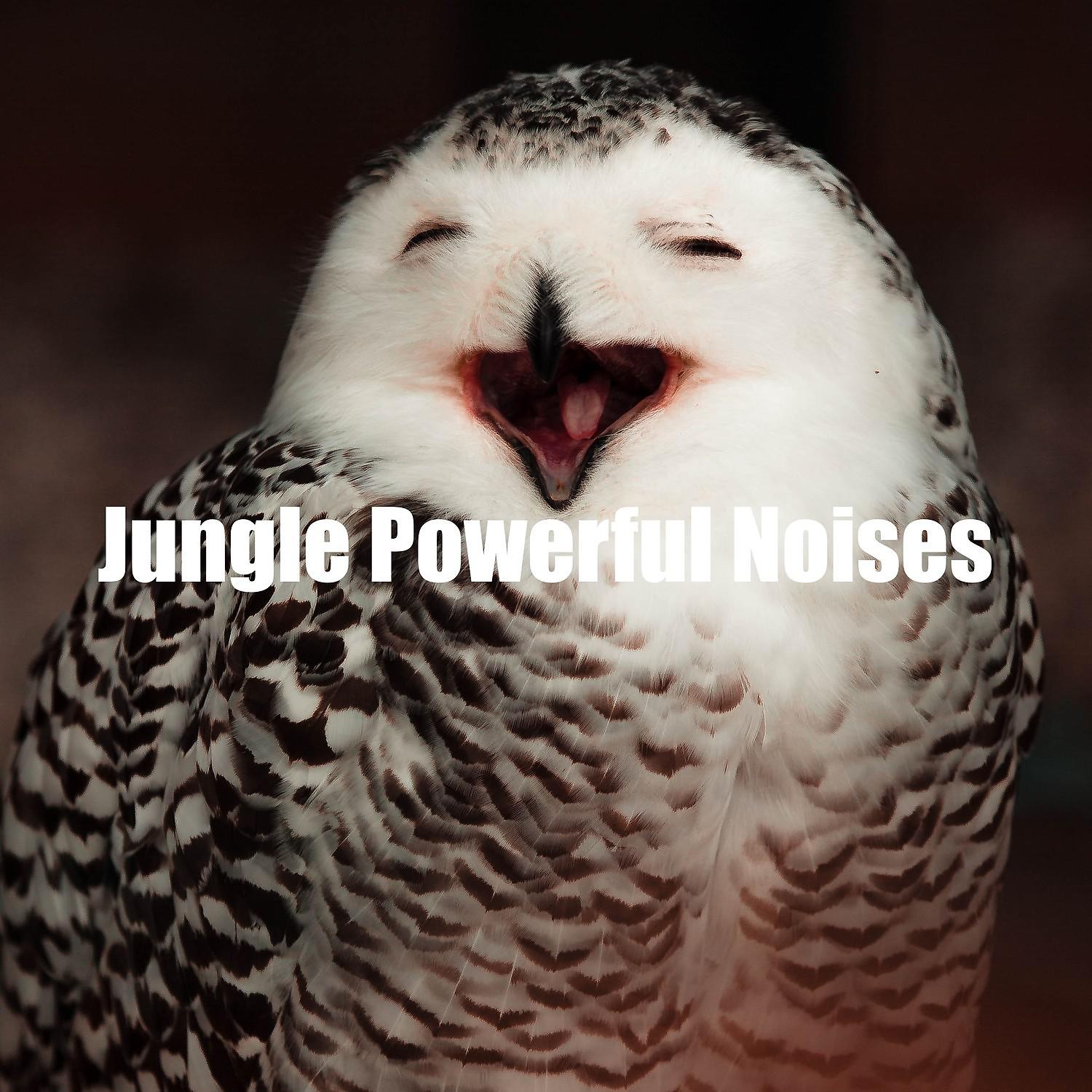 Постер альбома Jungle Powerful Noises