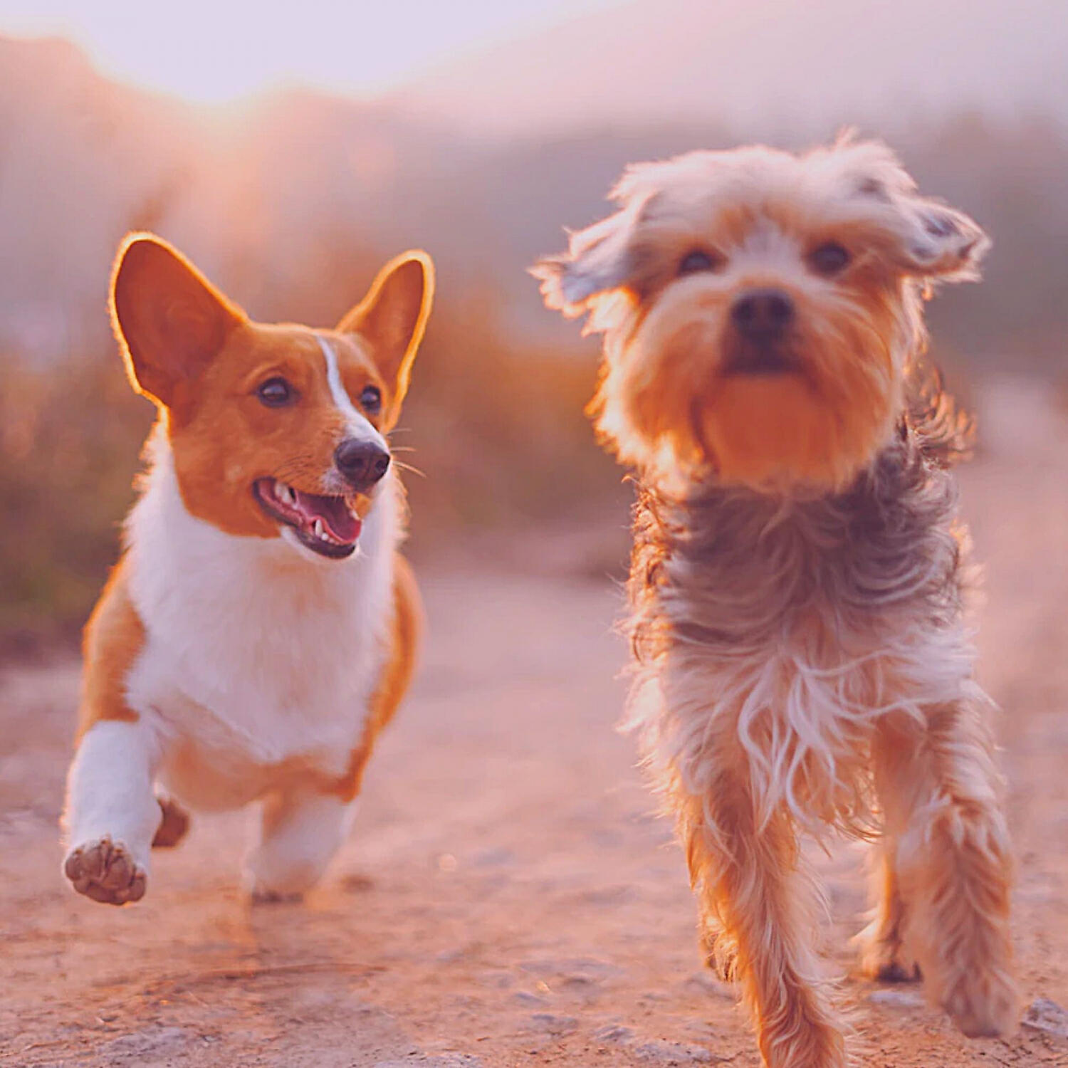 Piano Music for Dogs Society - Calm Moods for Dog Separation Anxiety