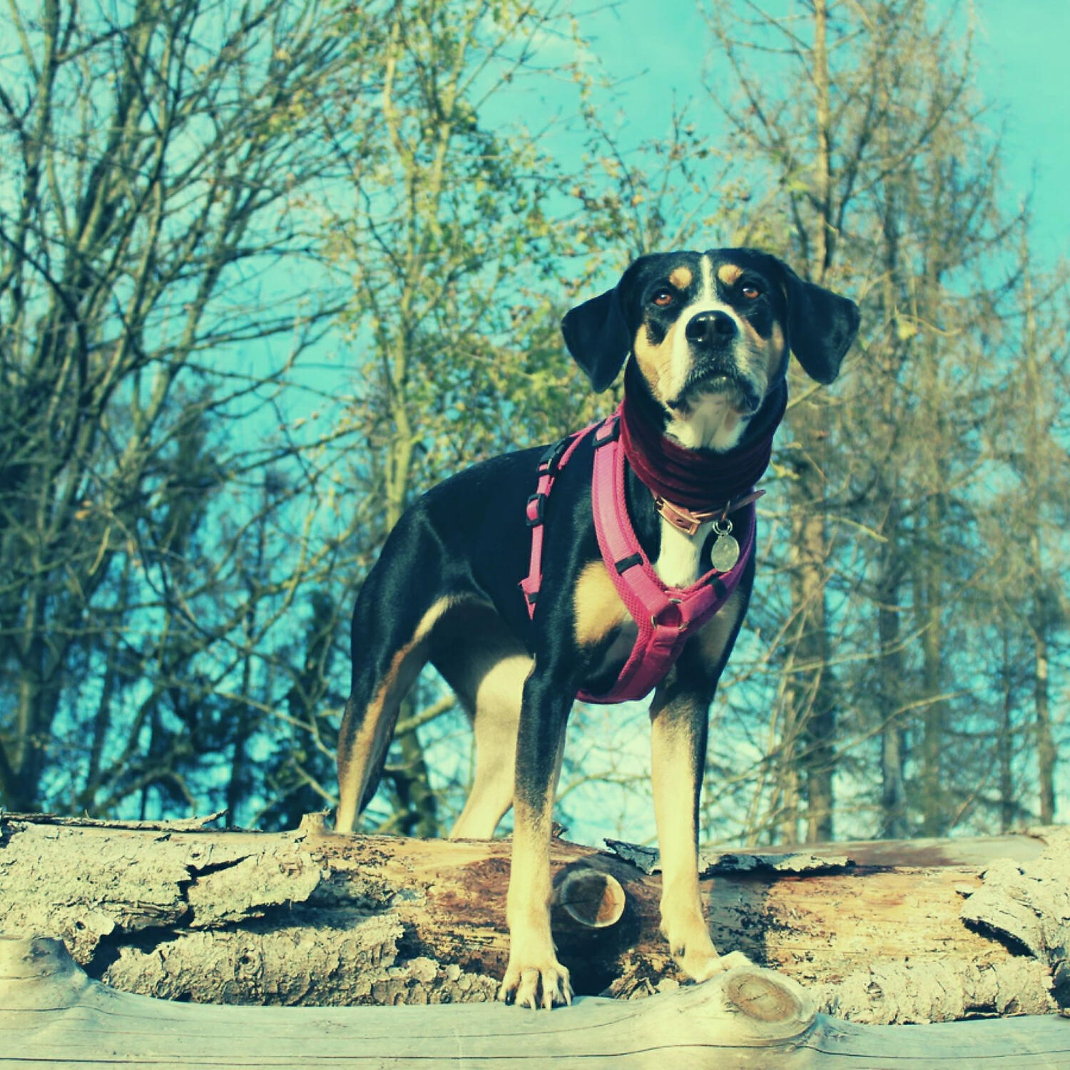 Piano Music for Dogs Bgm - Outstanding Ambience for Sleepy Dogs