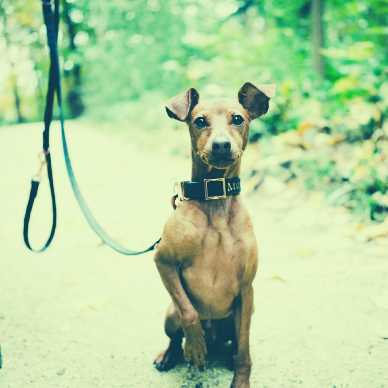 Casual Piano Music for Dogs - Beautiful Solo Piano Jazz - Vibe for Sleepy Dogs