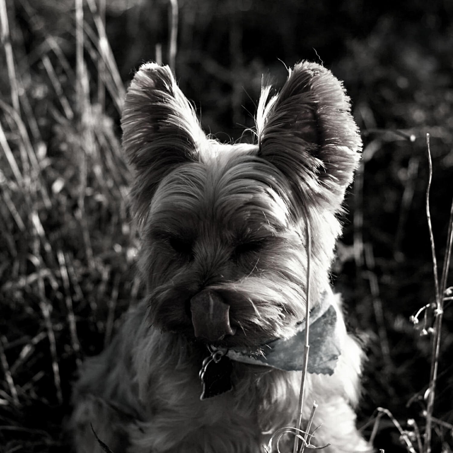 Attractive Piano Music for Dogs - Distinguished Ambience for Quiet Dogs