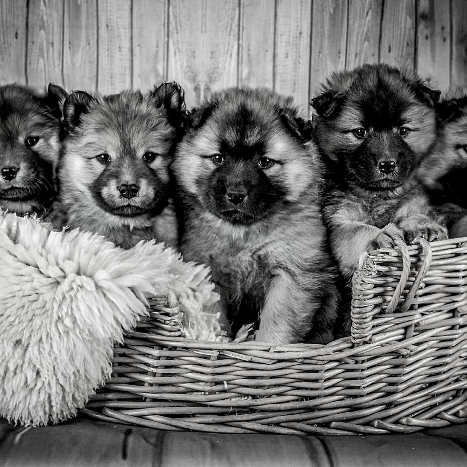 Piano Music for Dogs Lounge - Subdued Music for Dog Separation Anxiety